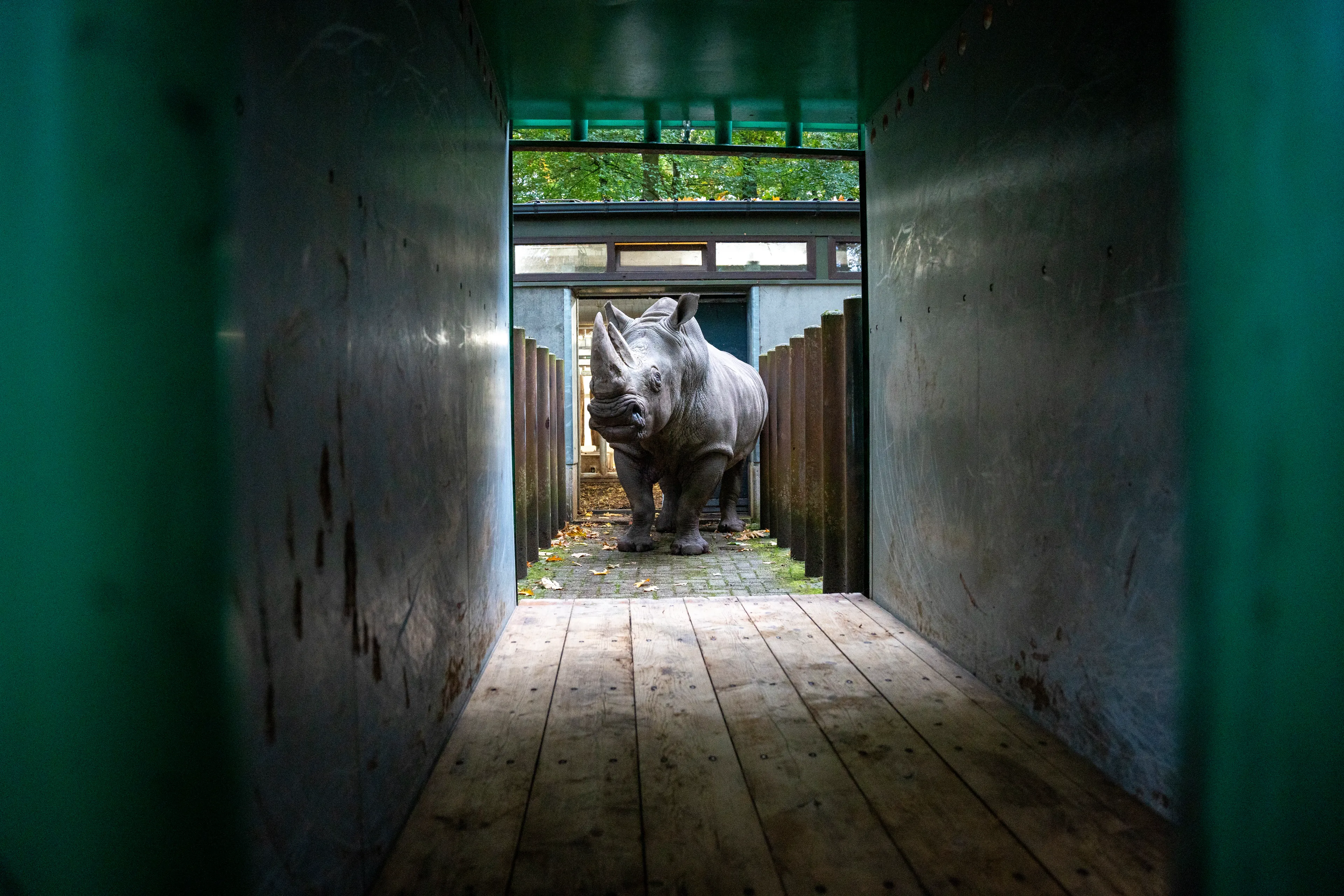 Vruchtbare neushoorn verhuist van Burgers' Zoo naar België: 'Moet voor nageslacht gaan zorgen'