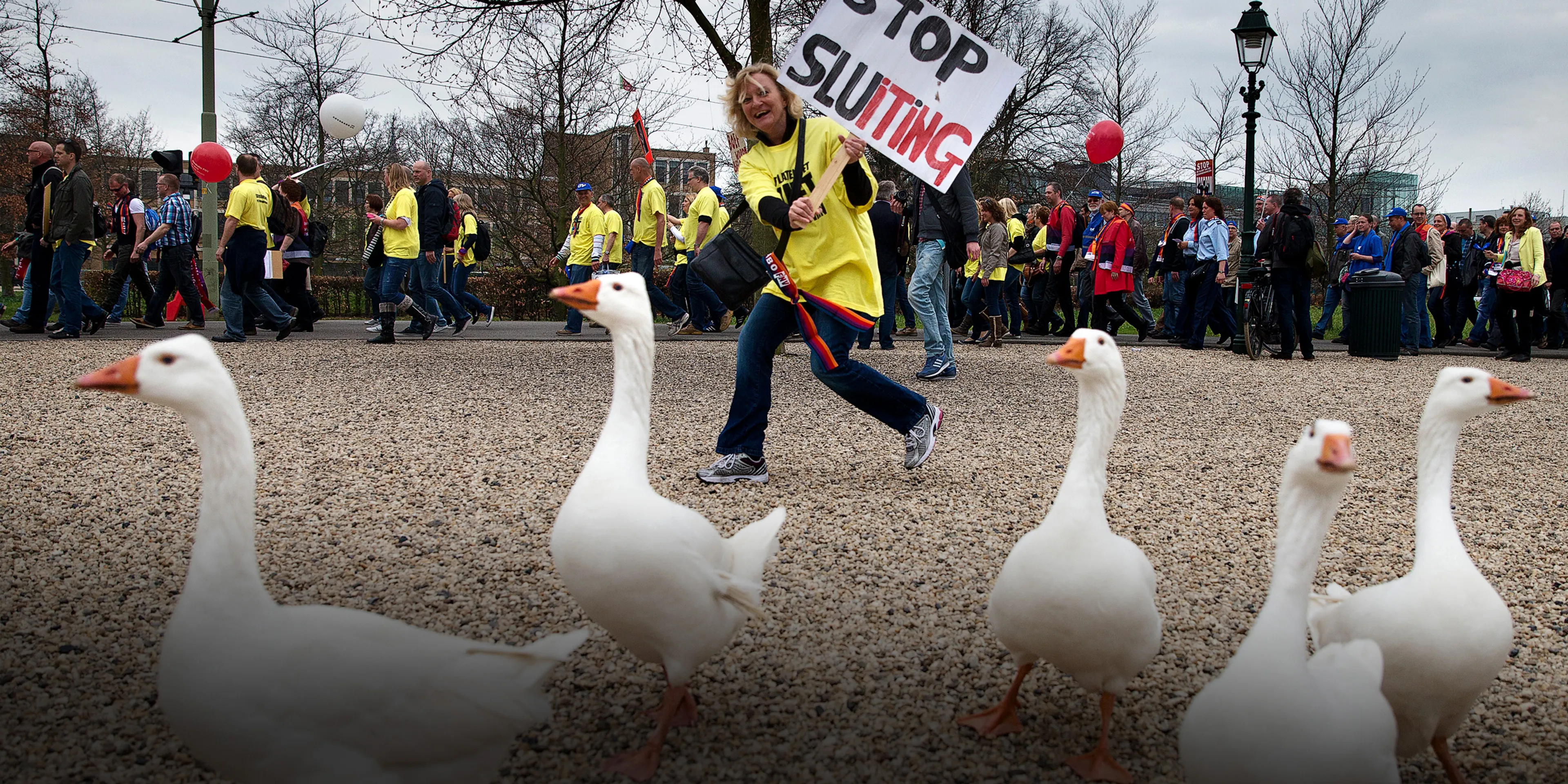 Partij voor de Dieren-politicus stemde per ongeluk voor afschieten ganzen