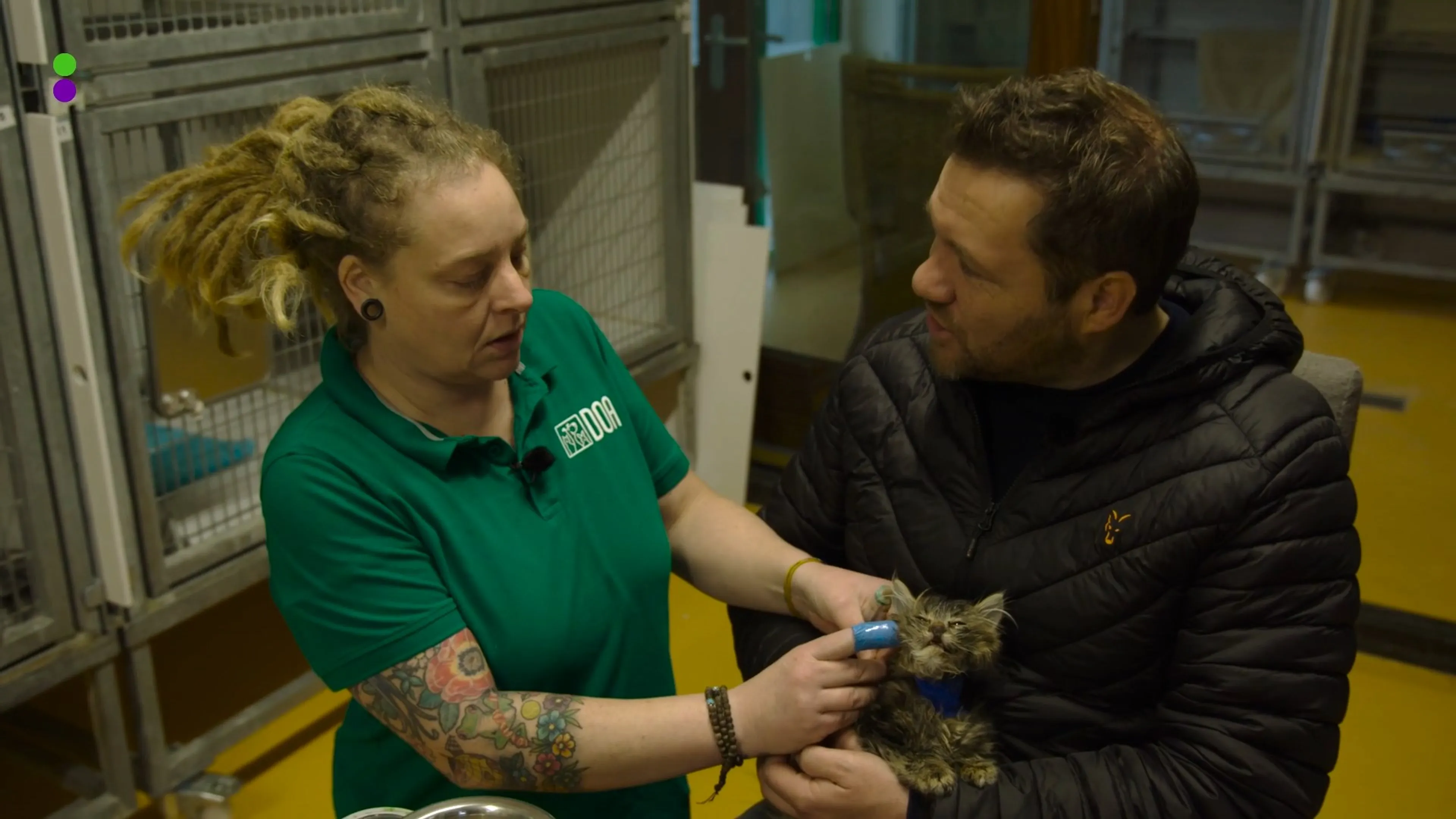 'Er komen honderden kittens binnen'