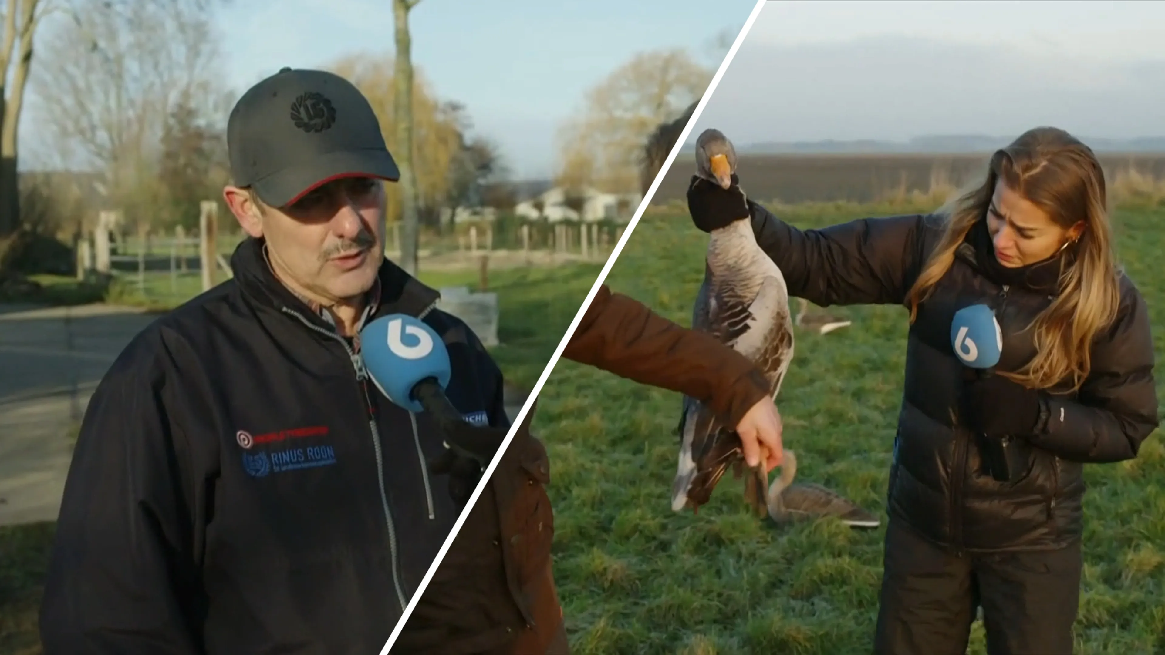 Dit ‘onschuldige’ beestje zorgt voor schade en overlast bij boeren