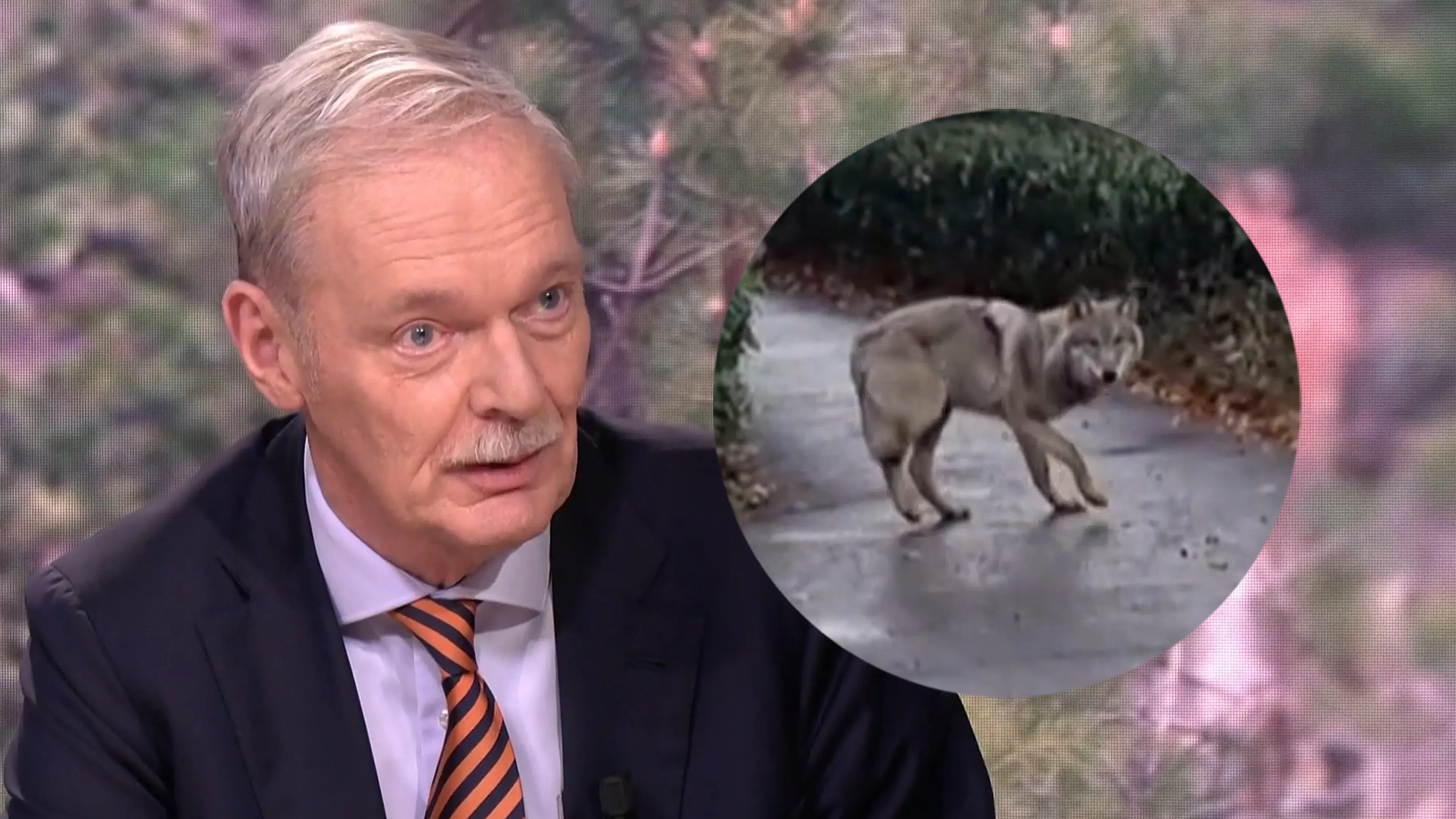 Zorgen om de wolf: 'Ik ben er heel erg bang voor dat het binnenkort misgaat'