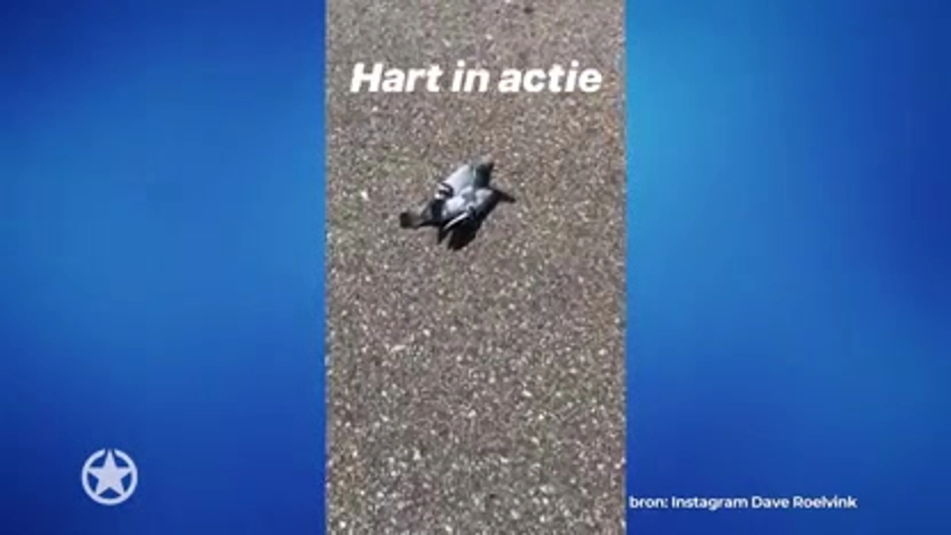 Dave Roelvink knokt voor leven duifje