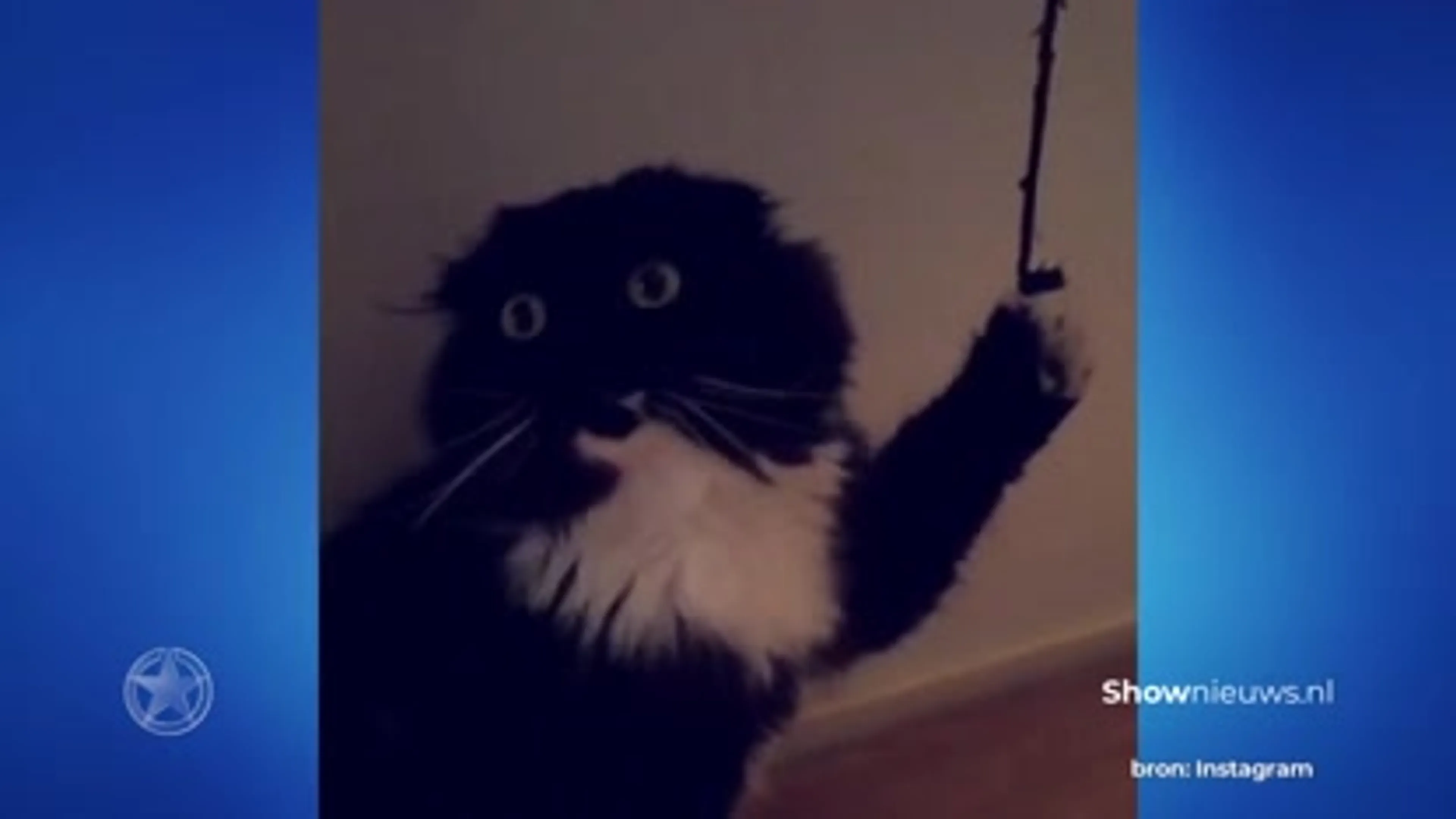 Dit moet je doen om van je kat een catfluencer te maken!