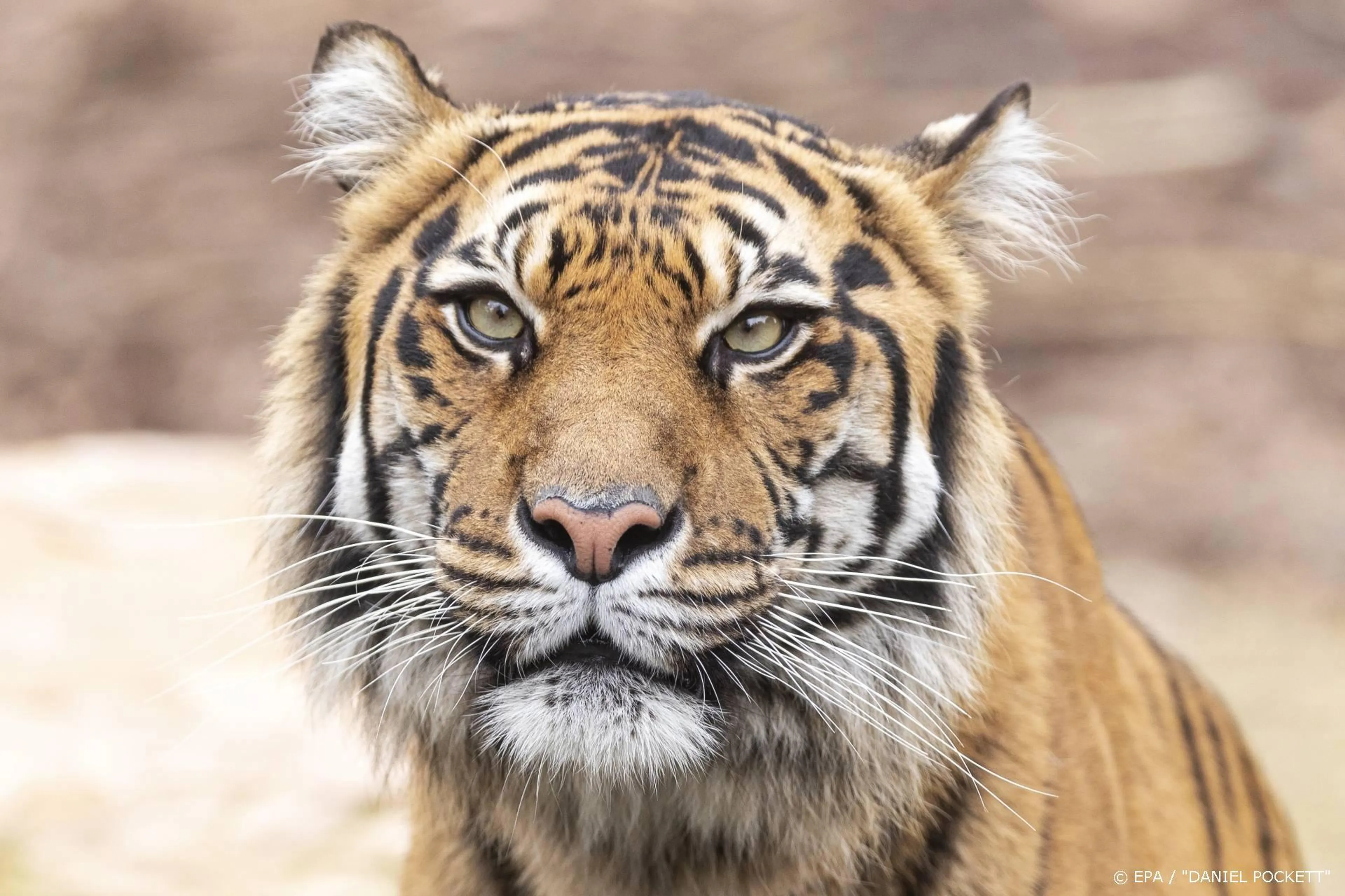 Ook tv-zender FOX lift mee op succes Tiger King