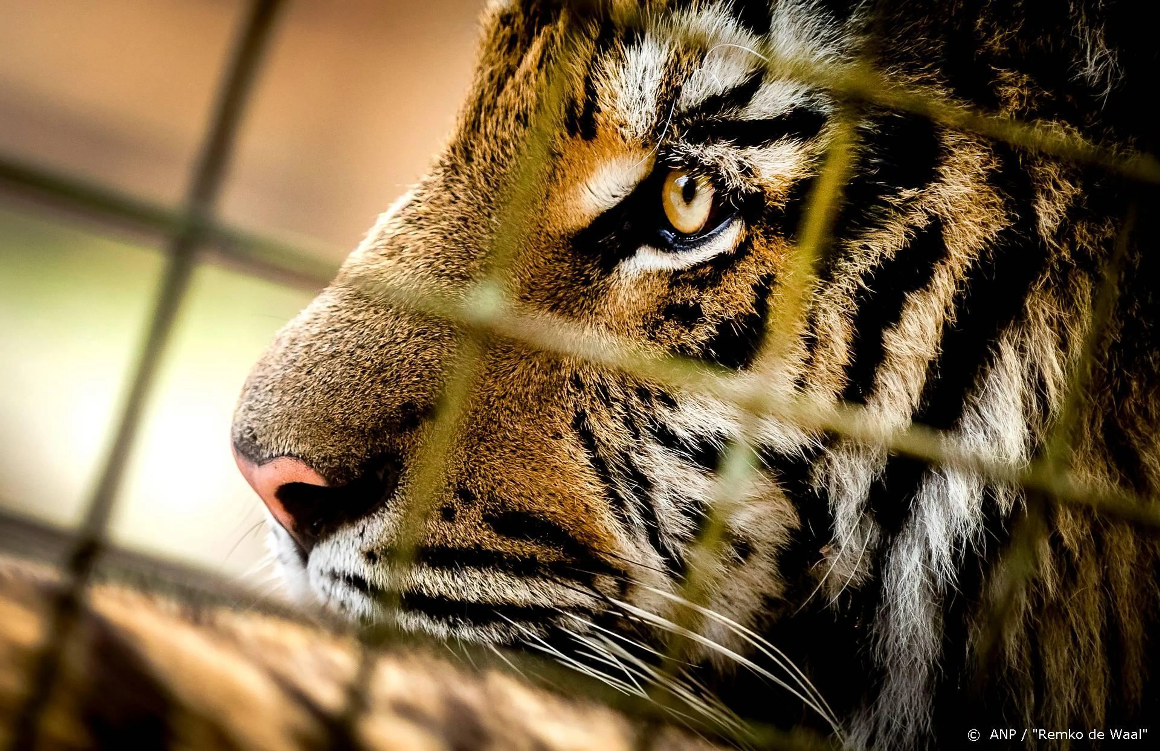 Joe Exotic vraagt nogmaals om gratie in nieuwe video