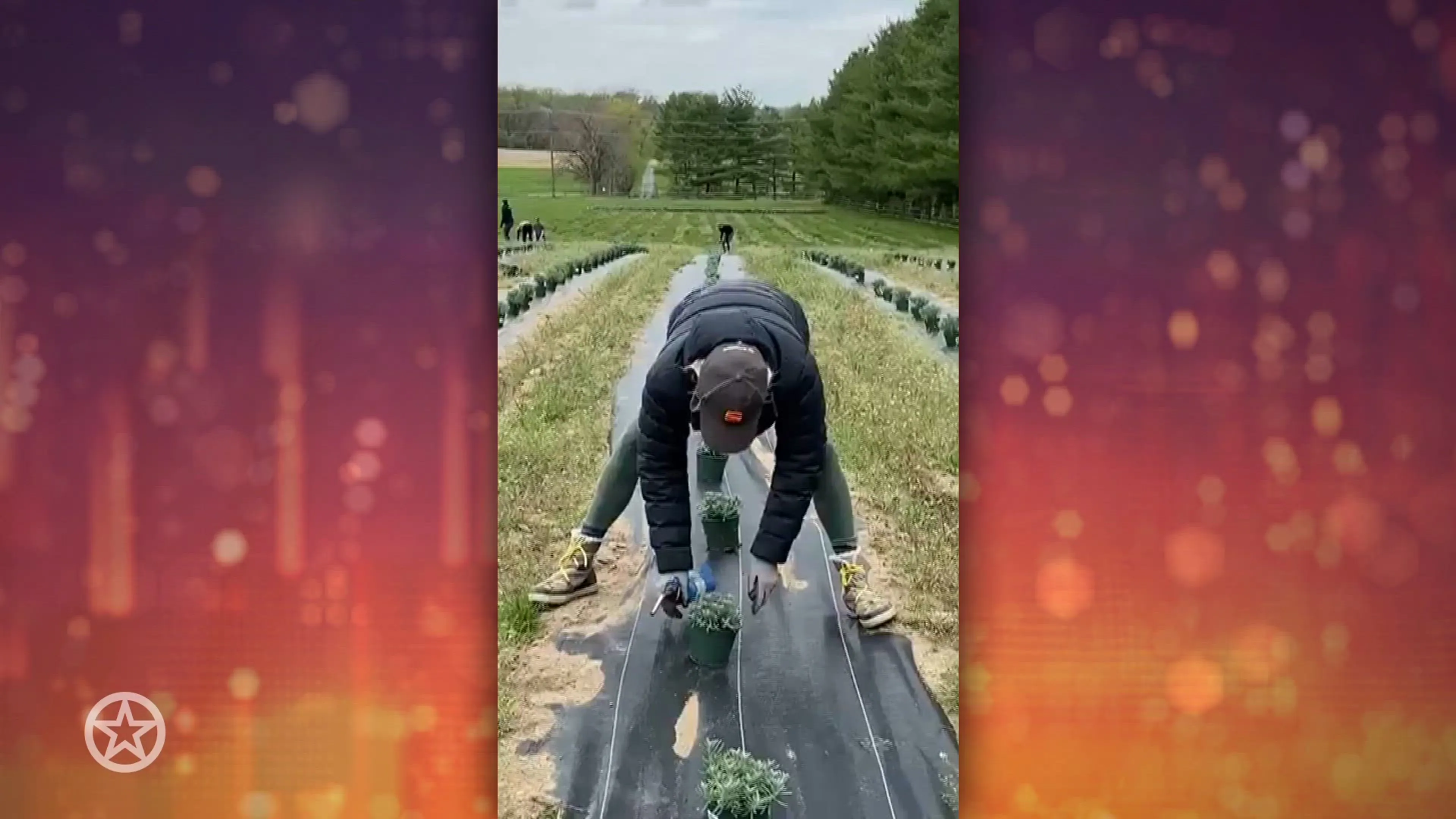 Yolanda Hadid bezig op haar lavendelboerderij