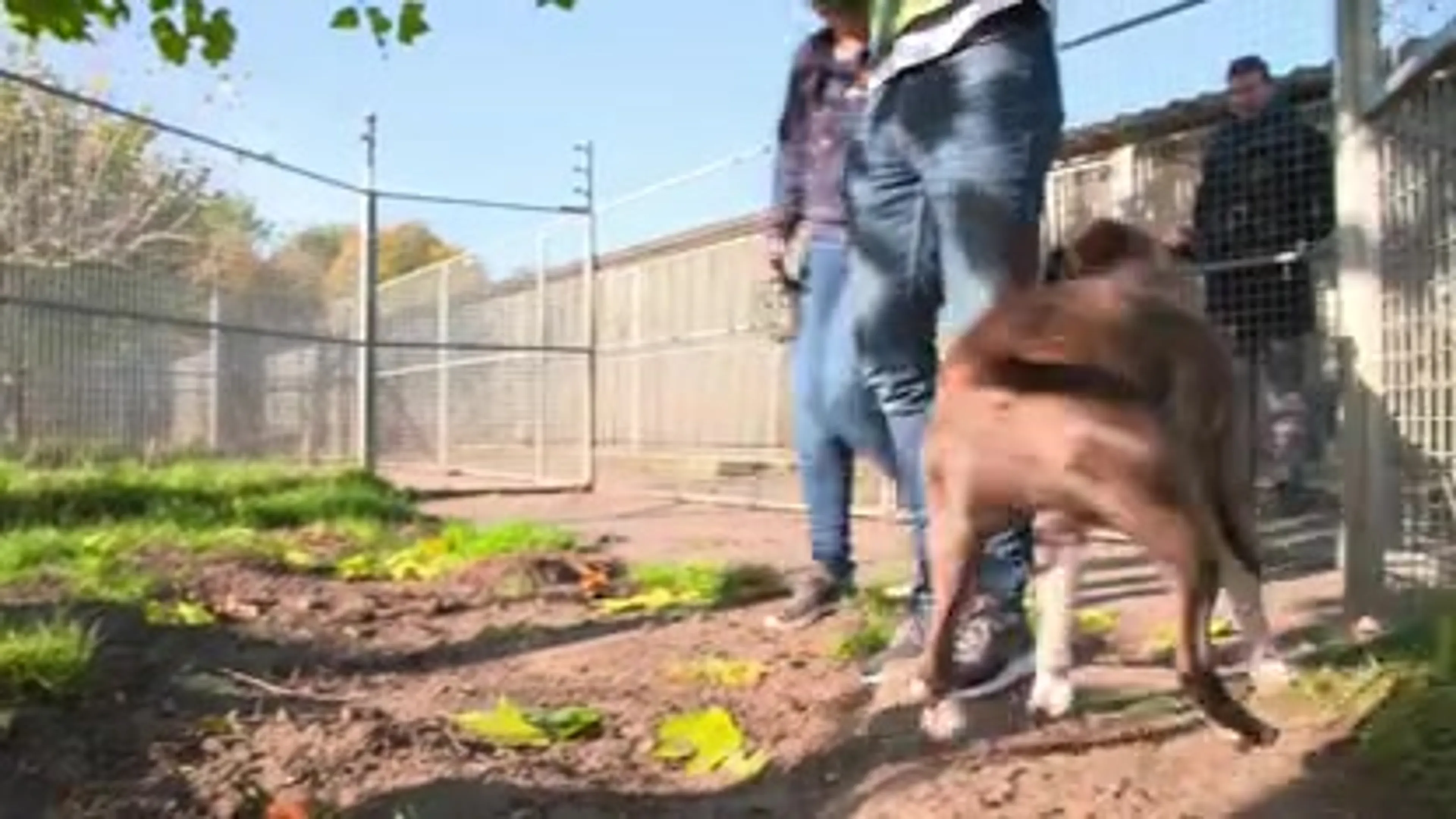 Daten met dieren in Beestengeluk