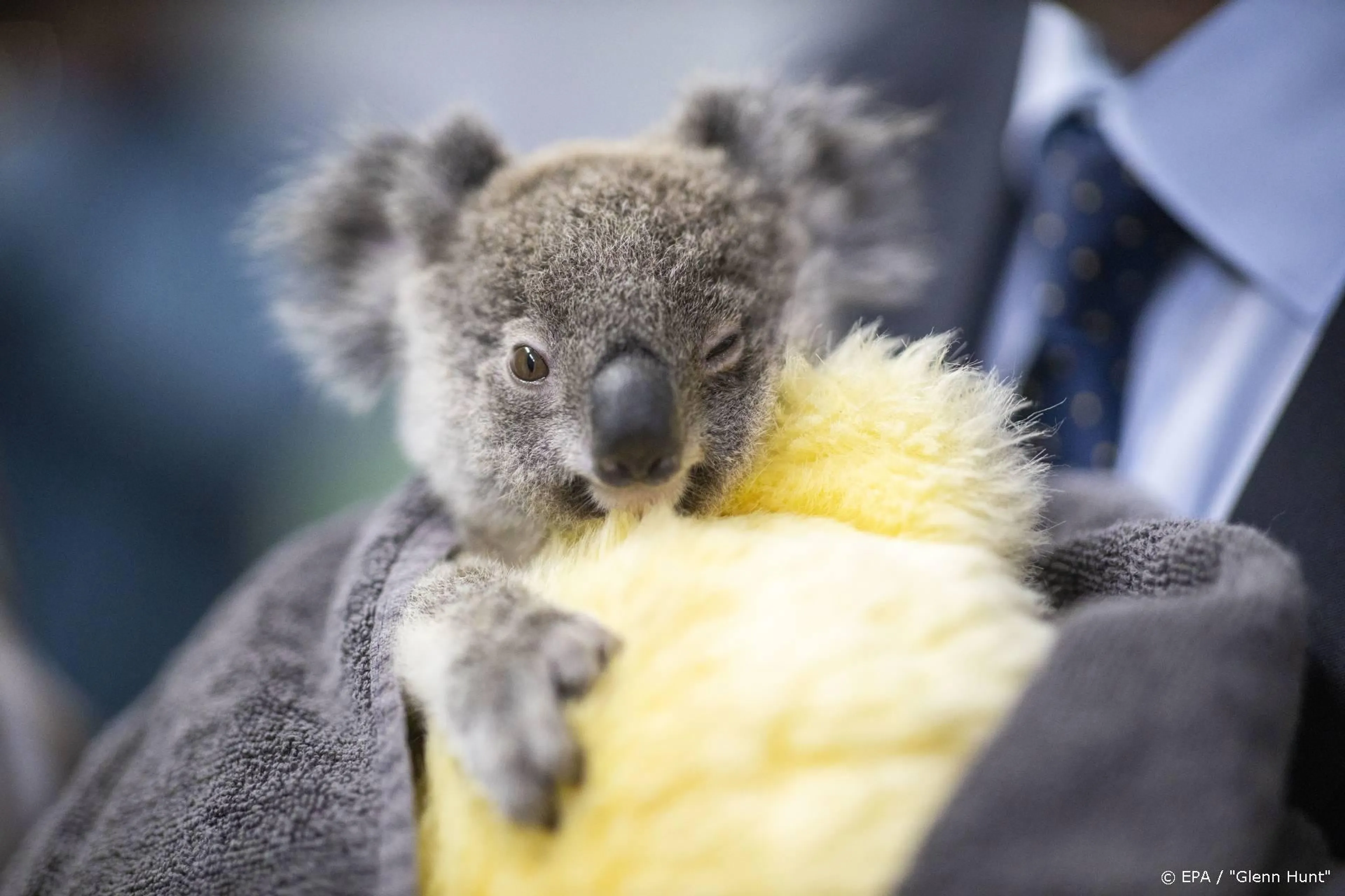 Teller actie kinderen voor koala's naar 68.612 euro