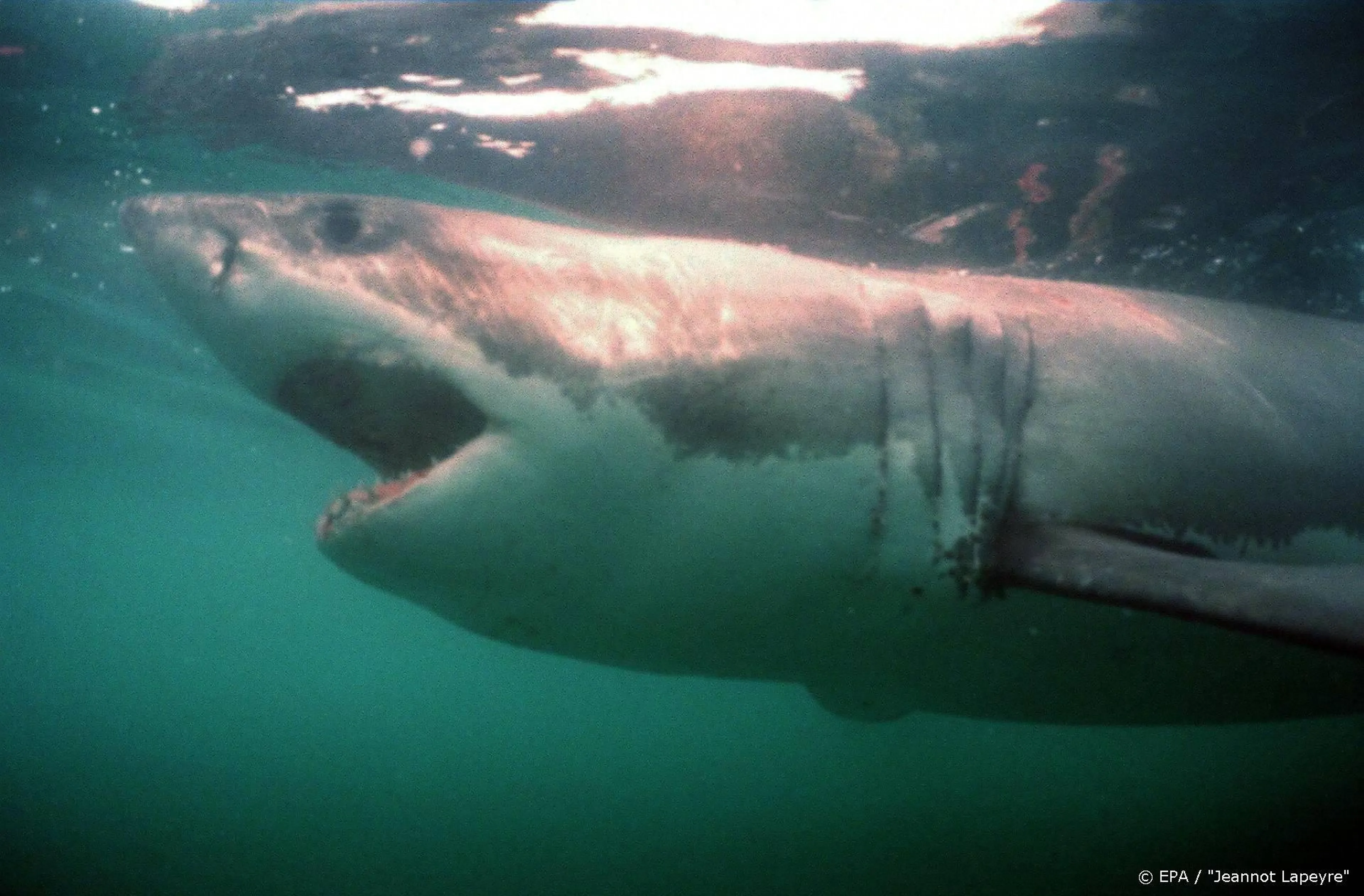 Fans proberen boot uit Jaws na te bouwen