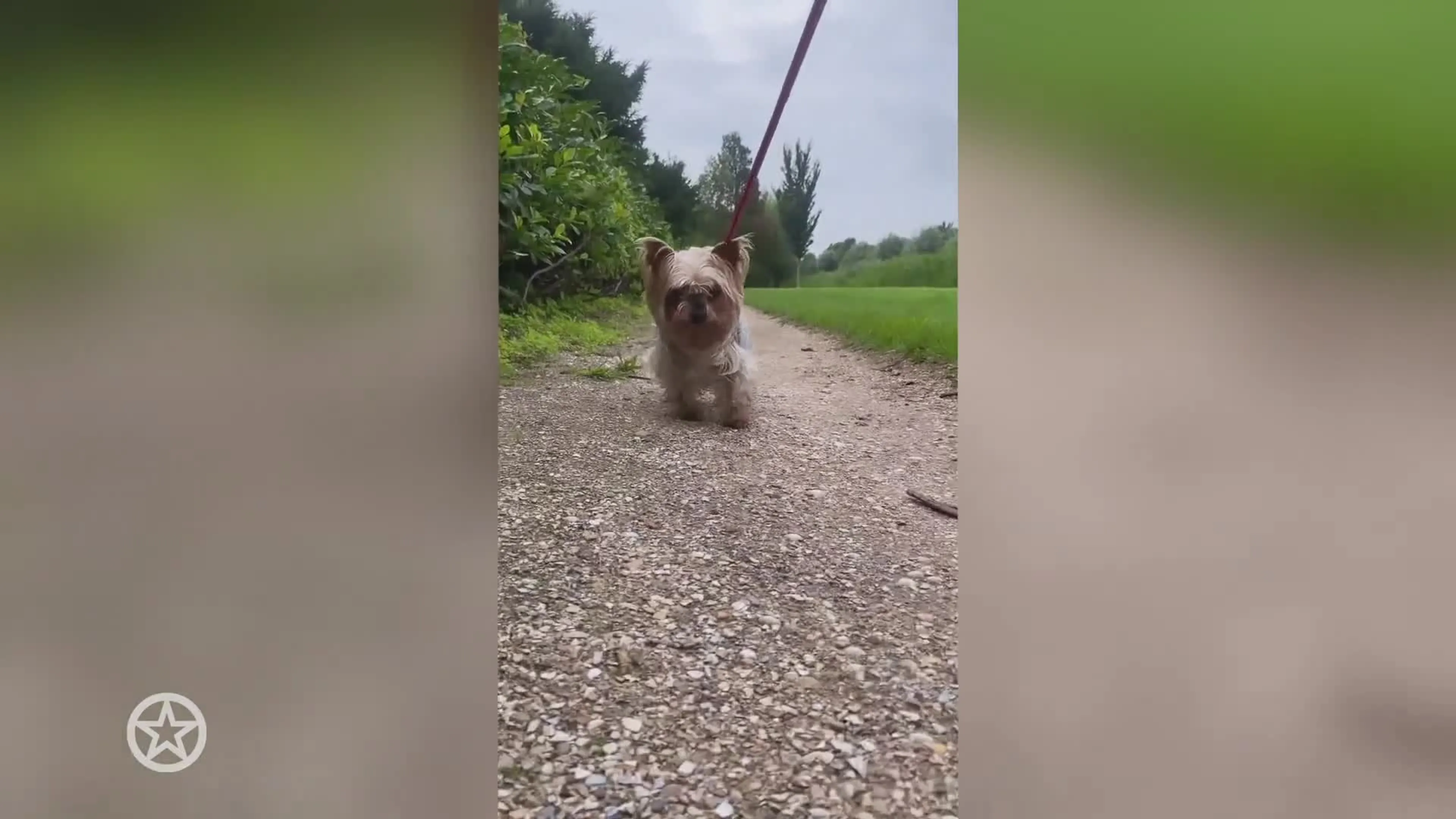 Hondje Bobbi Eden overleden