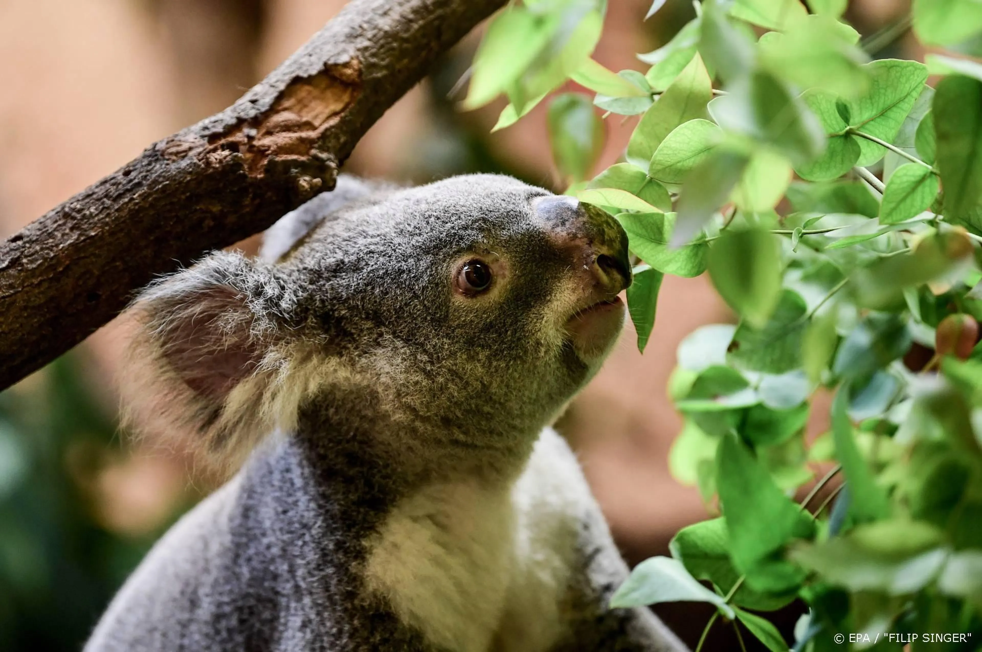 Kinderen halen met SOS Koala ruim 246.000 euro op