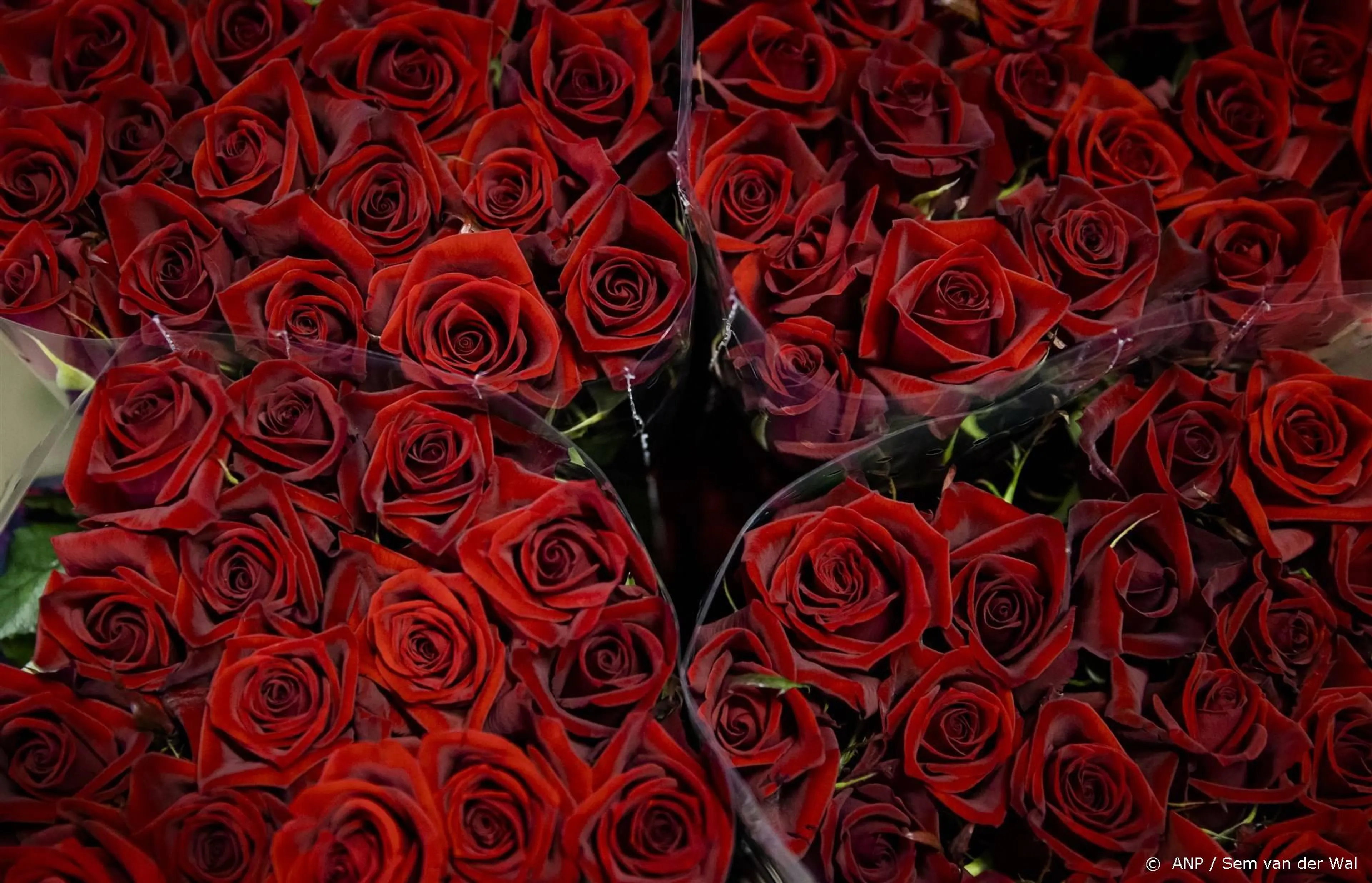 Heftig: Bachelor-deelneemster (31) overleden
