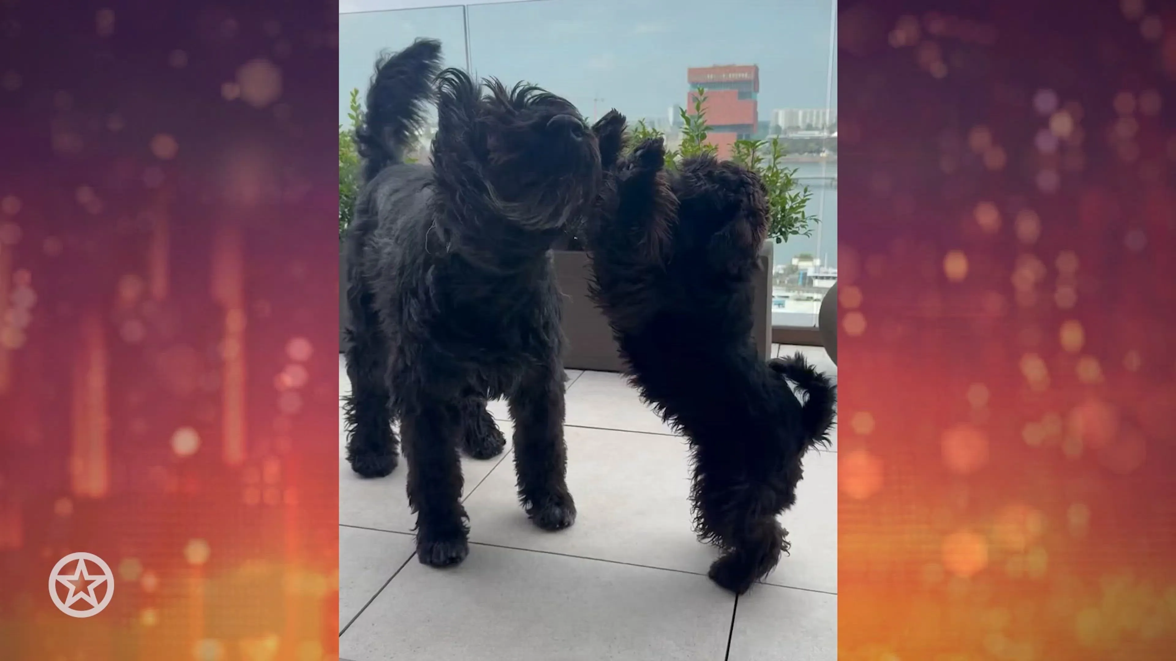 Honden familie Verhulst lijken eindelijk beste maatjes