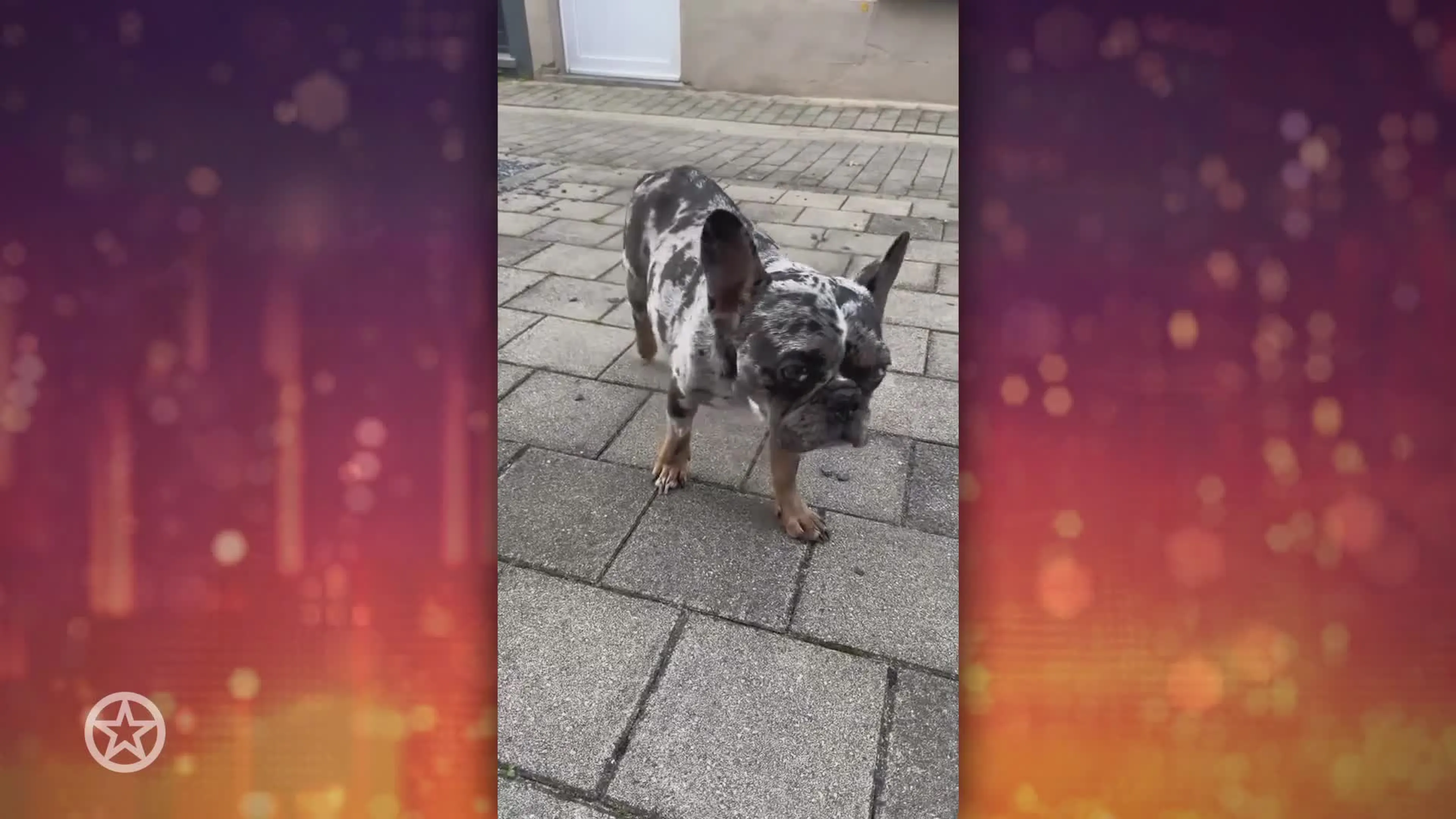 Temptation Island-ster Pommeline neemt afscheid van hond