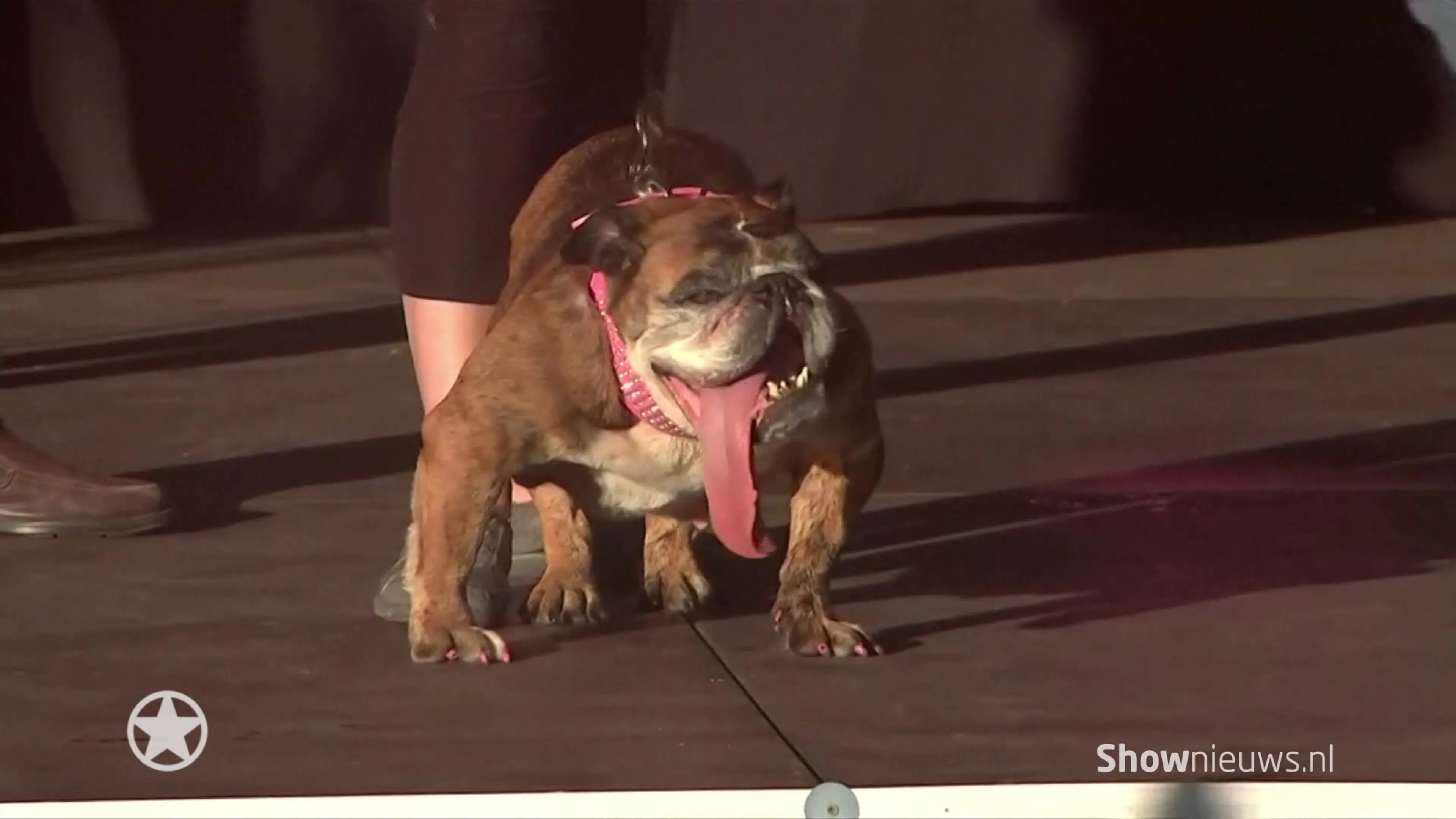 Dit is de lelijkste hond ter wereld