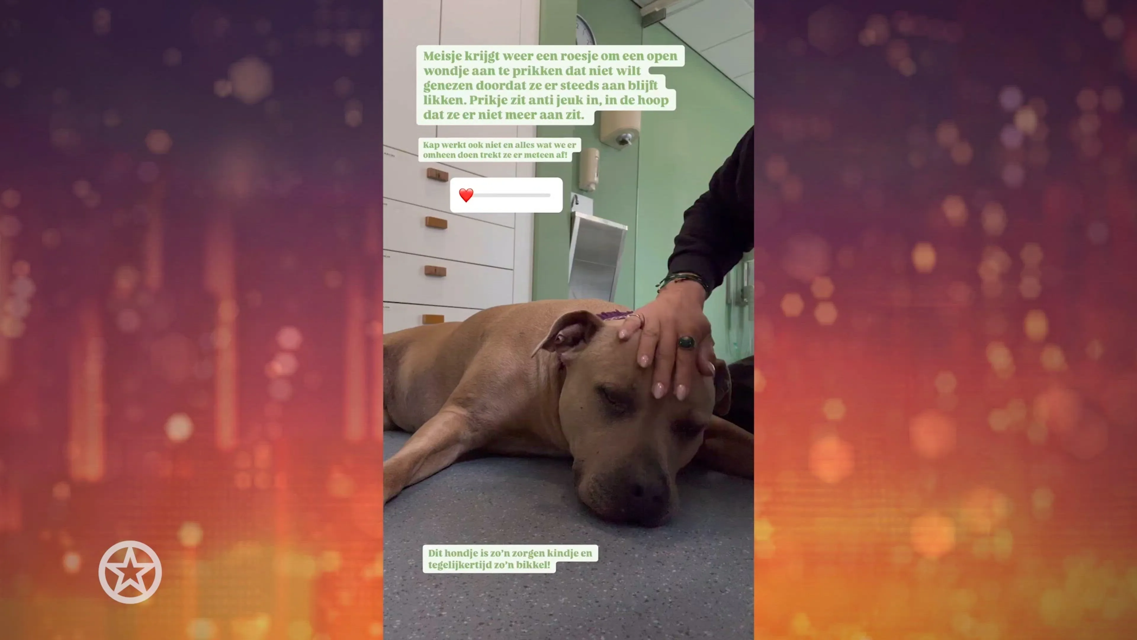 Hond van Monique Westenberg blijft kwakkelen met gezondheid
