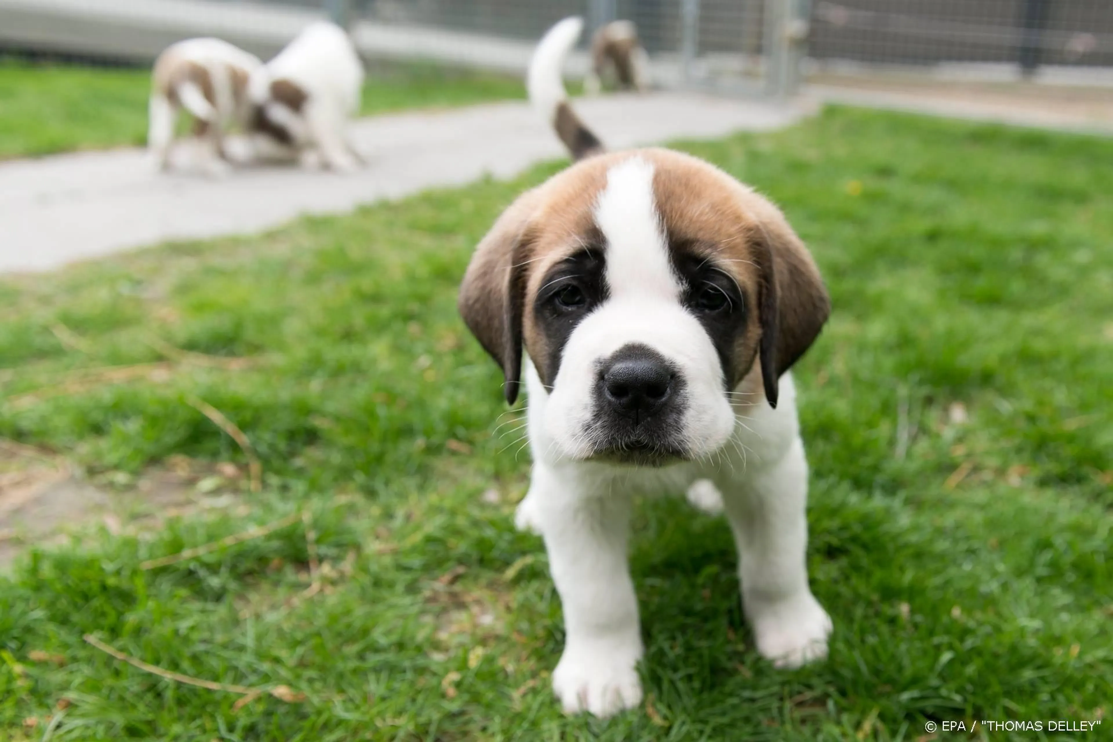 Amerikaanse sportzender schakelt over op puppy's