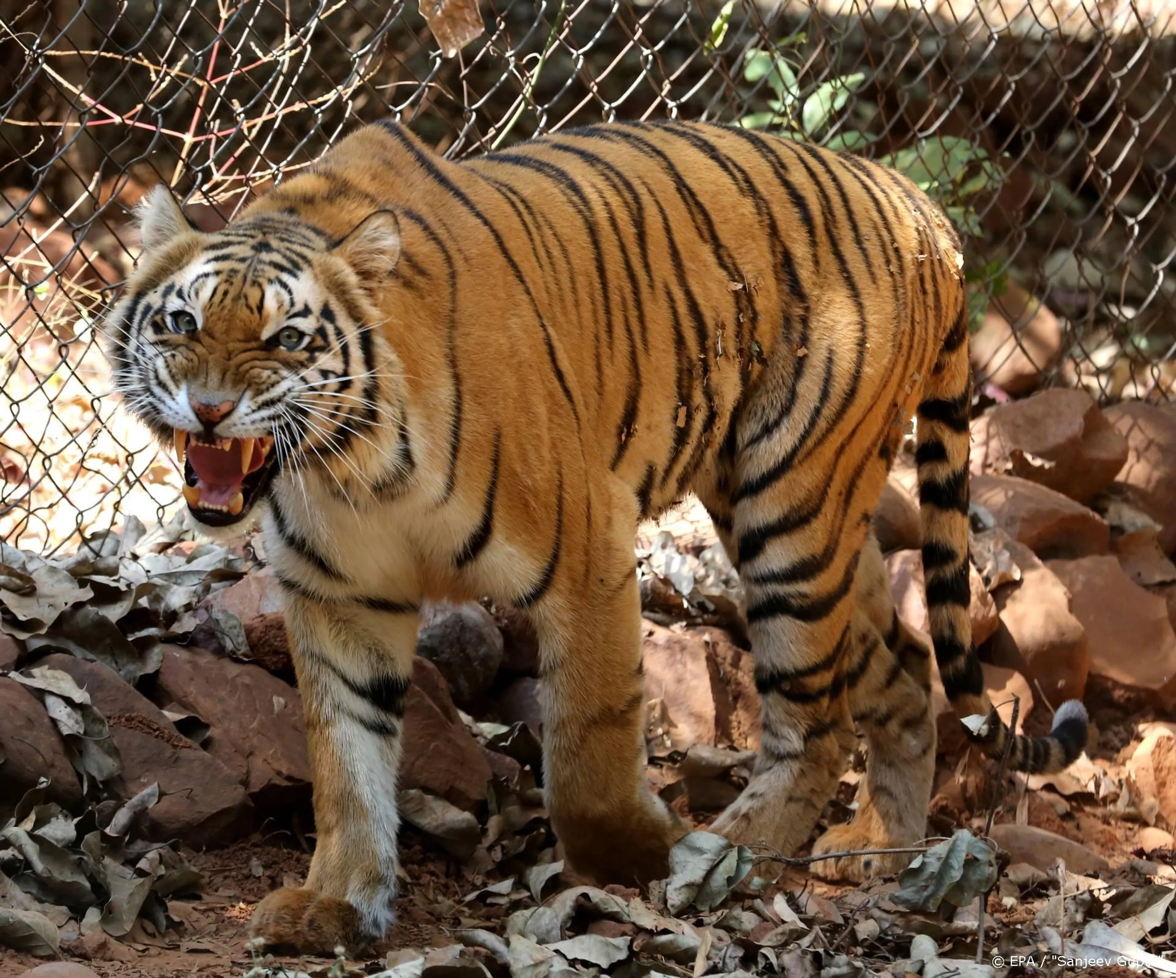 Tiger King al in 64 miljoen huishoudens op de buis geweest