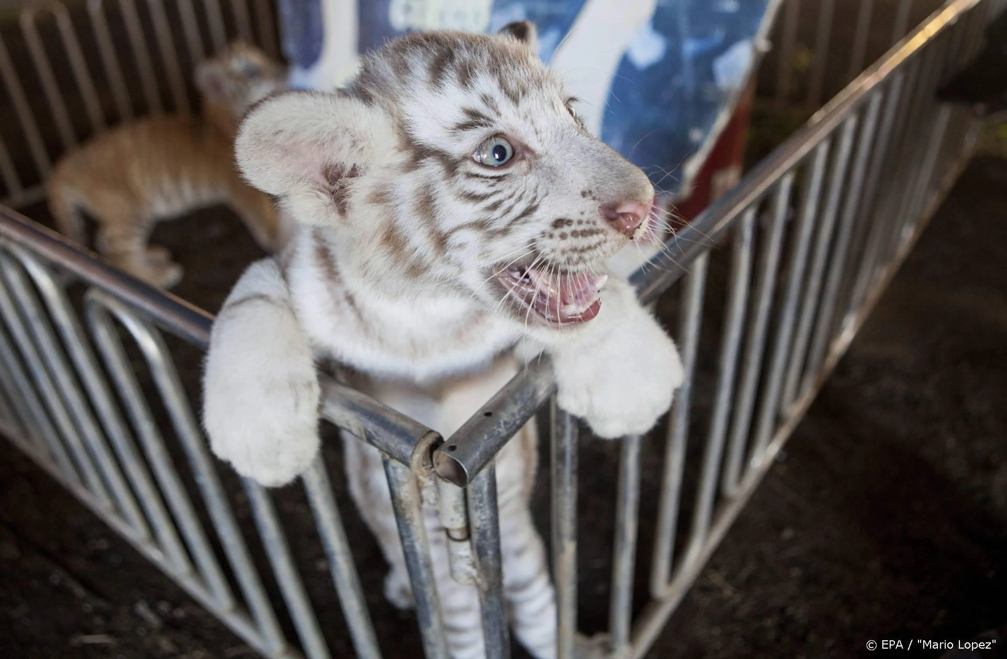 Jeff Lowe van Tiger King krijgt eigen realityshow