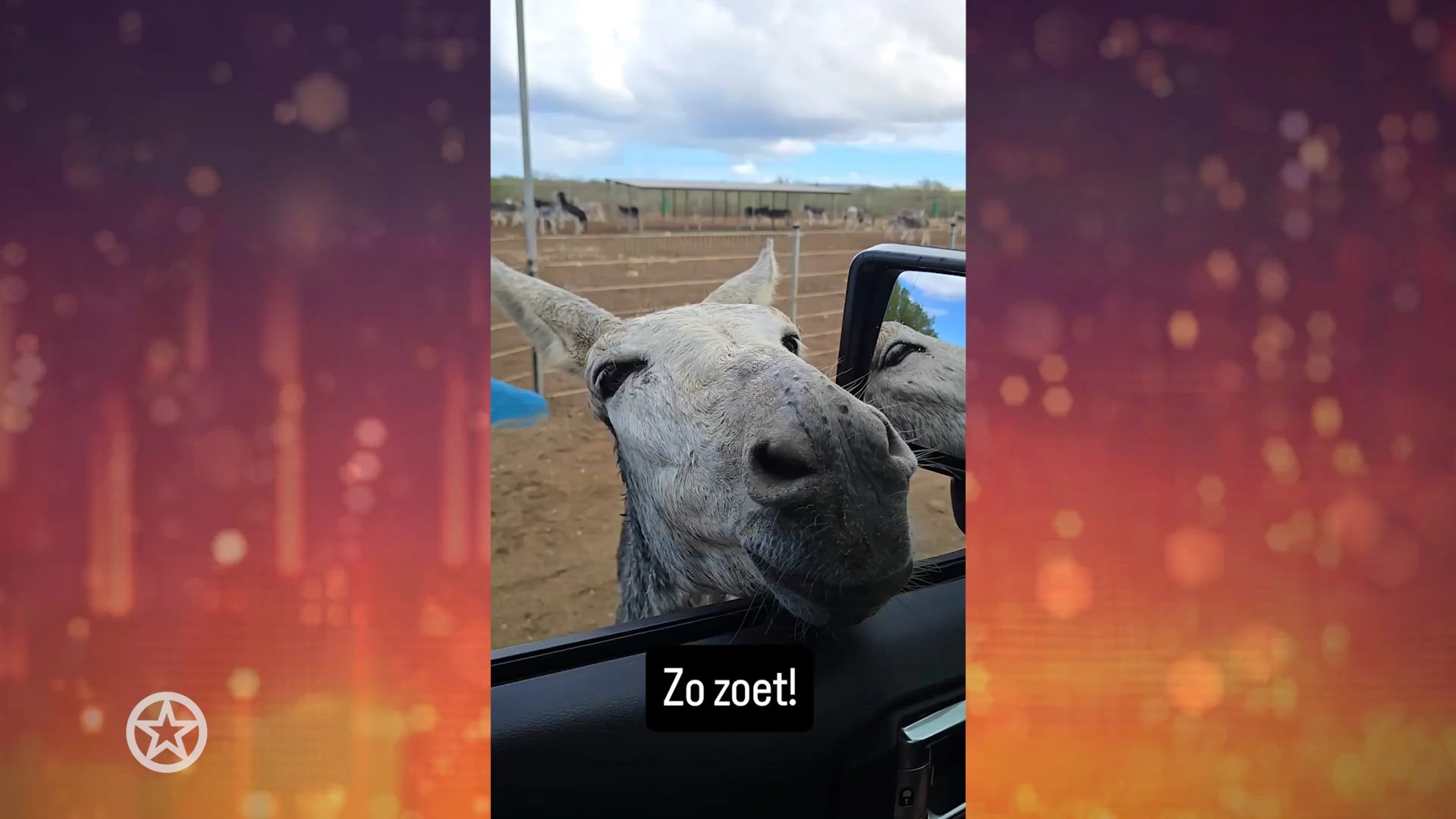 Gordon Heuckeroth adopteert ezel op Bonaire