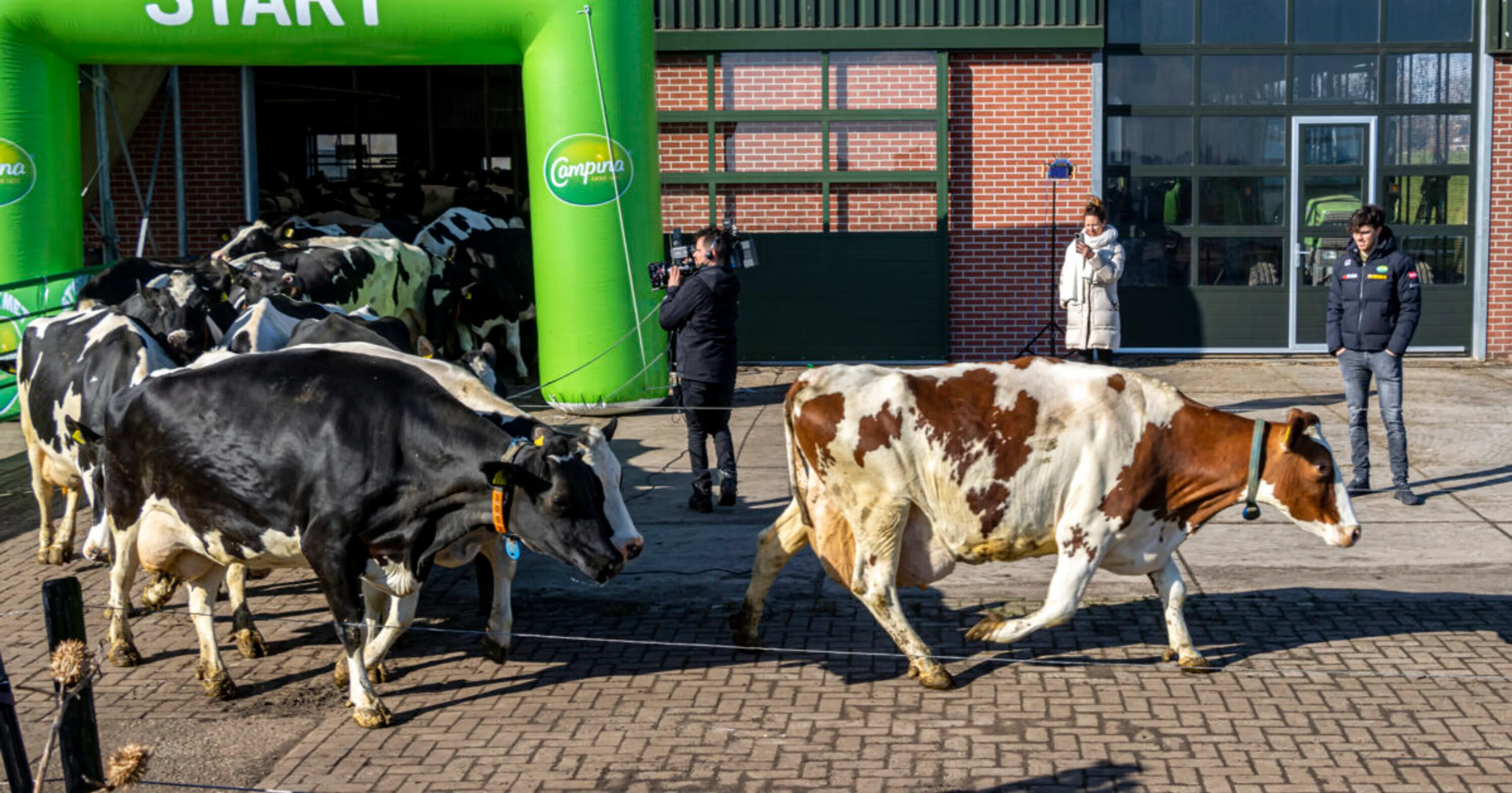 Patrick Roest laat de koeien in de wei
