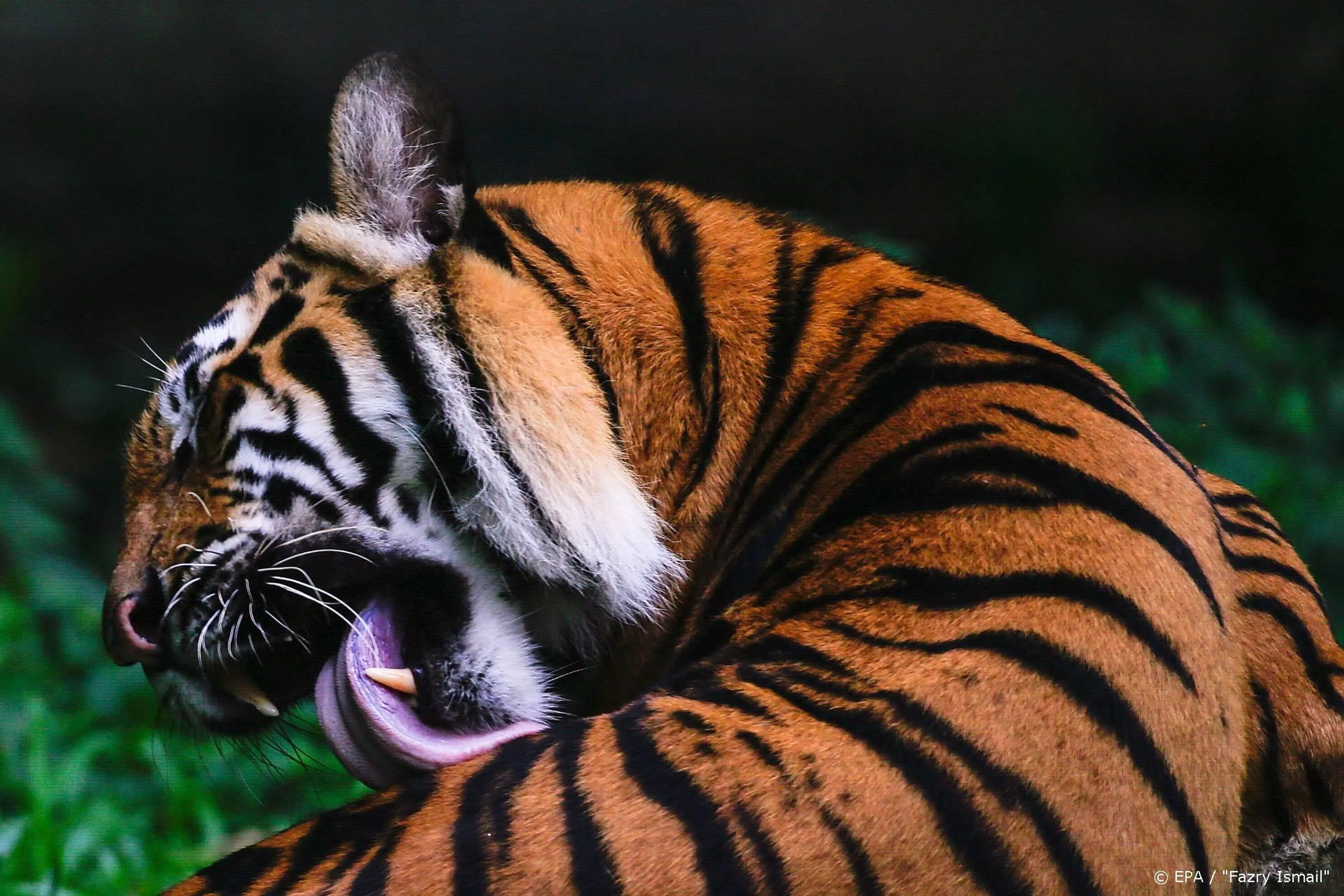 Tiger King-ster Carole Baskin gefopt door nep Jimmy Fallon