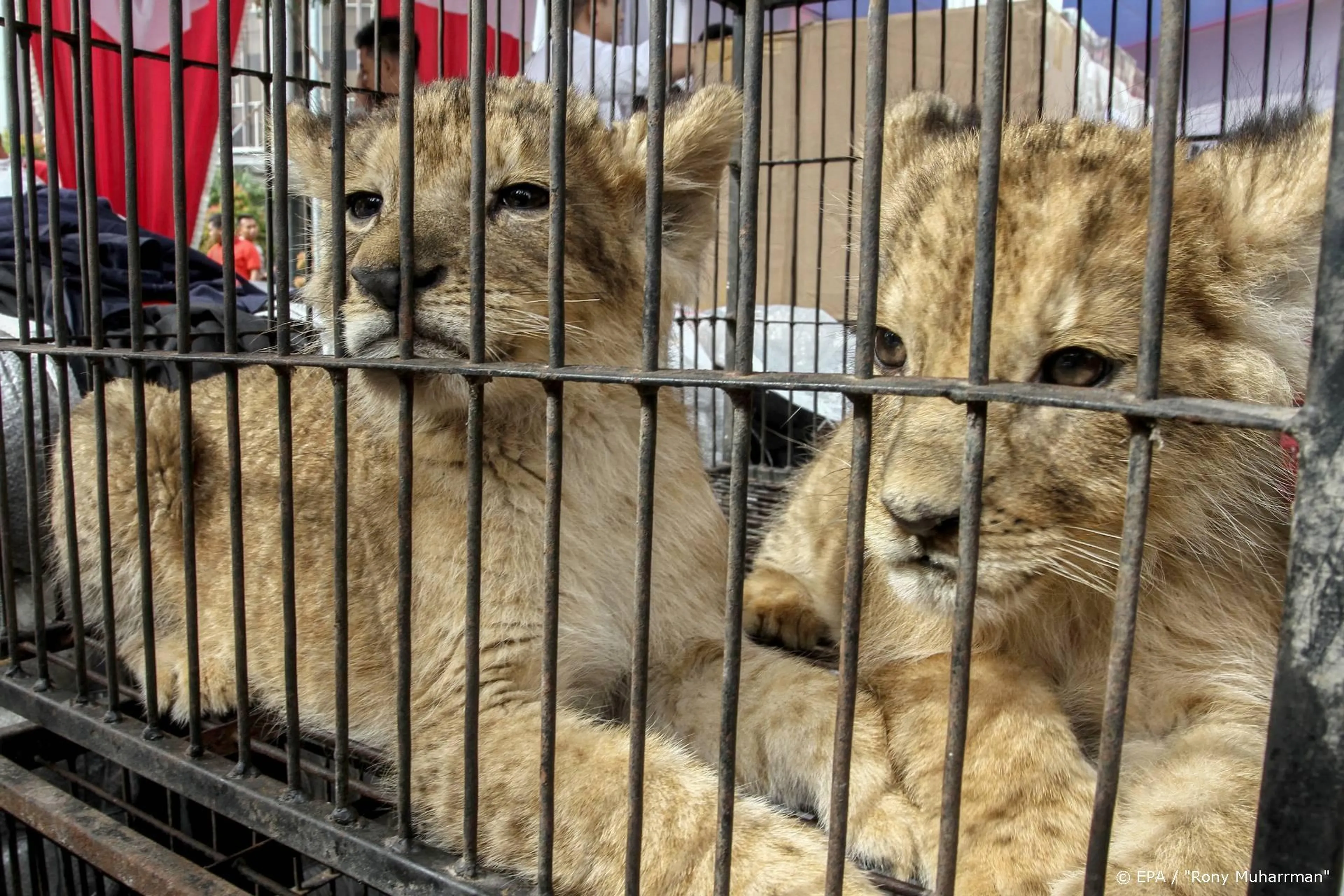 Winst voor PETA in zaak tegen Tiger King-ster