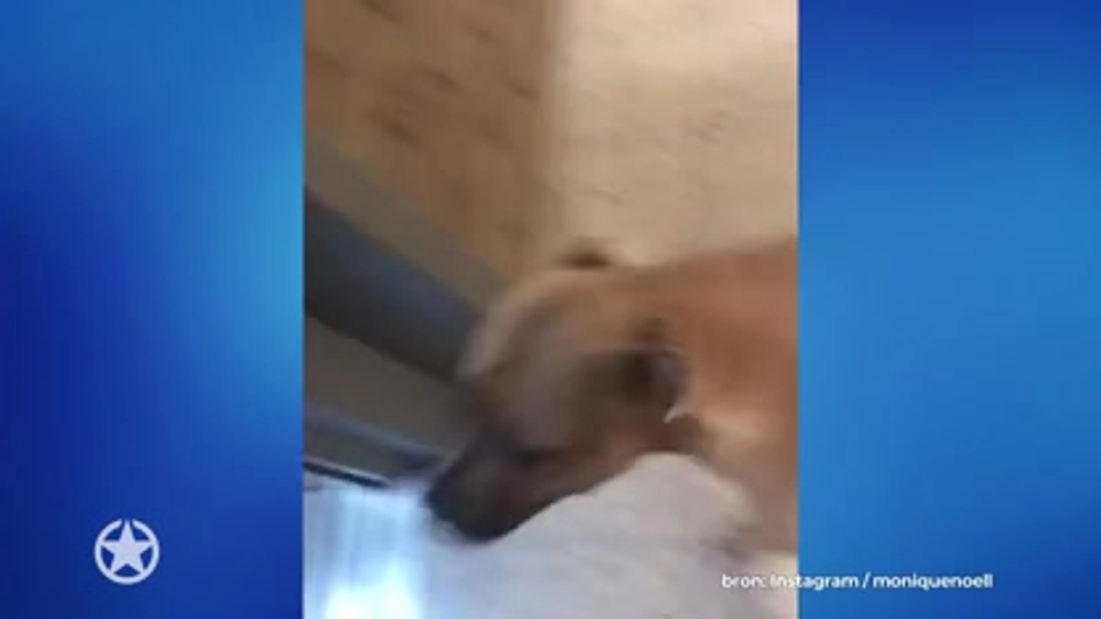 Kleine André en Monique weer herenigd met hond
