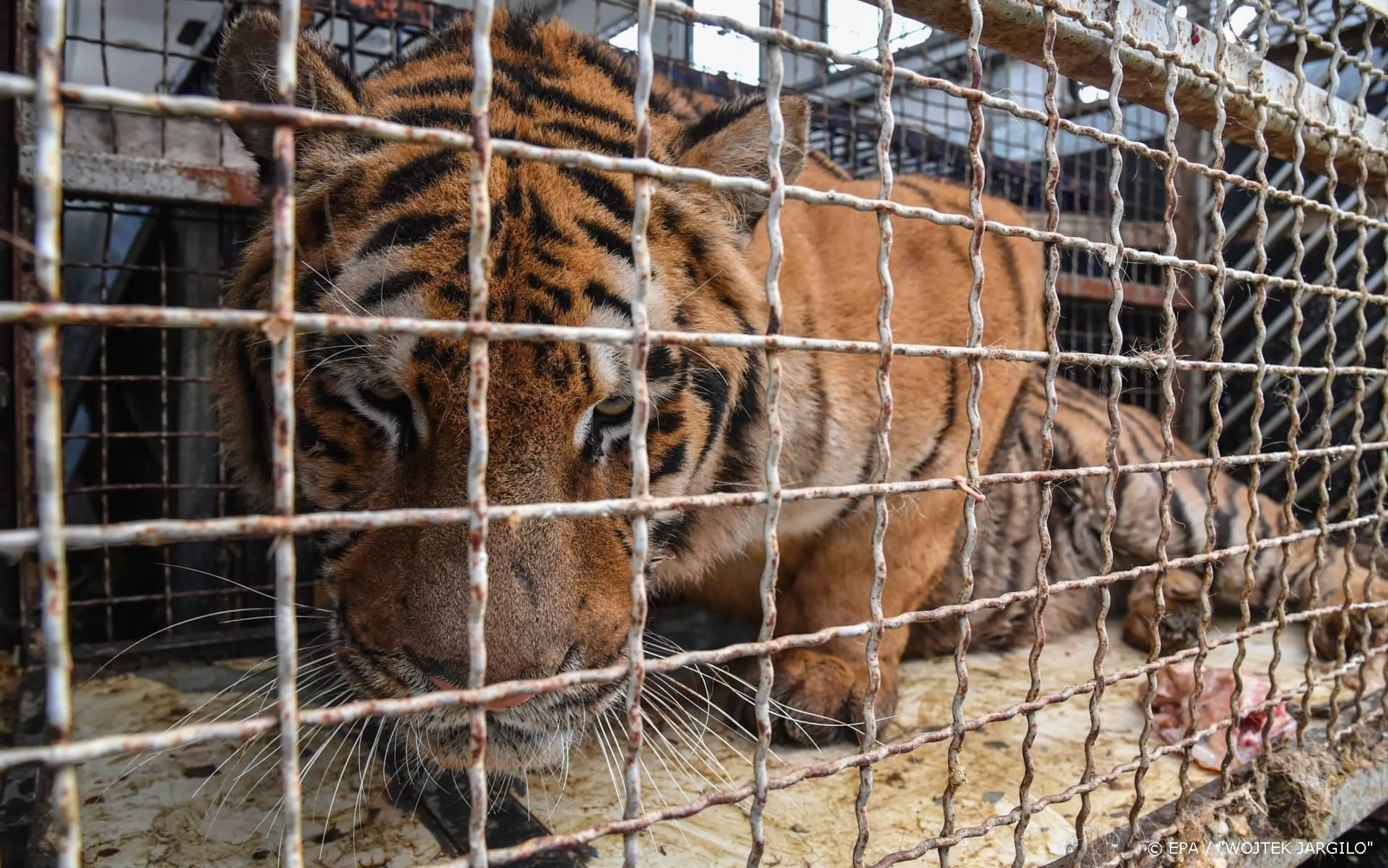 Extra aflevering Netflix-hit Tiger King in de maak