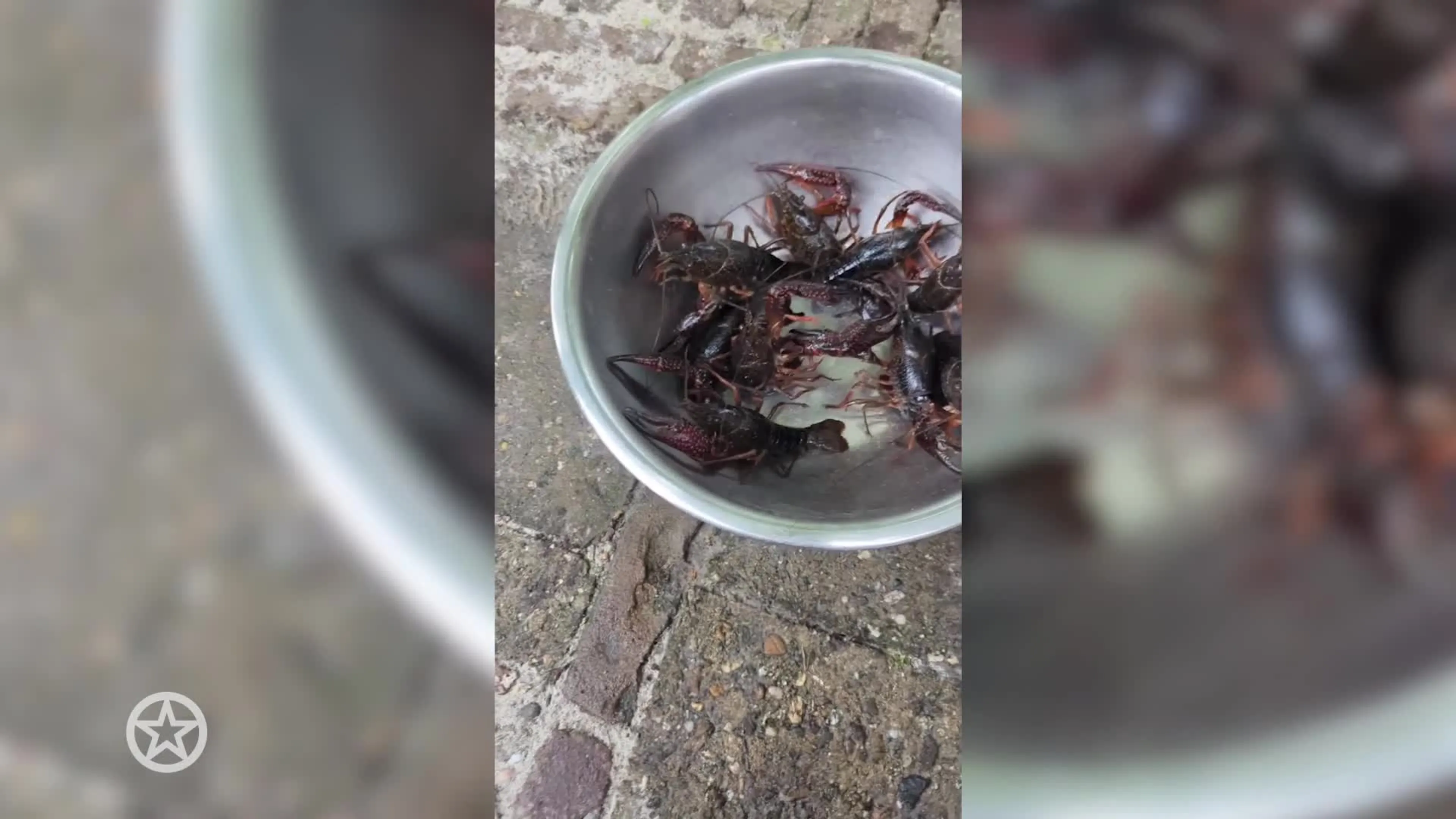 Douwe Bob vangt en kookt rivierkreeften