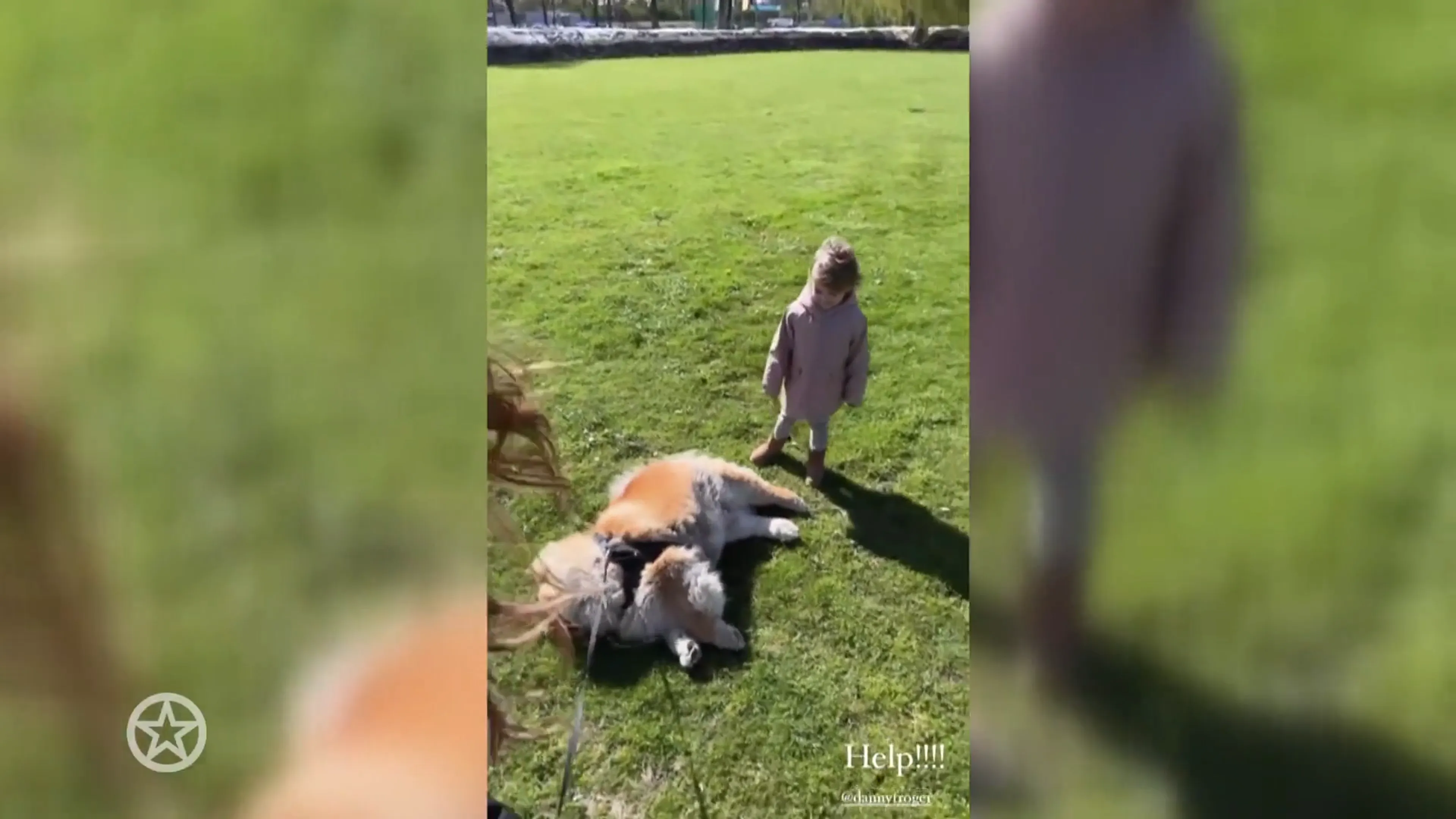 De Frogers kampen met ongehoorzame hond