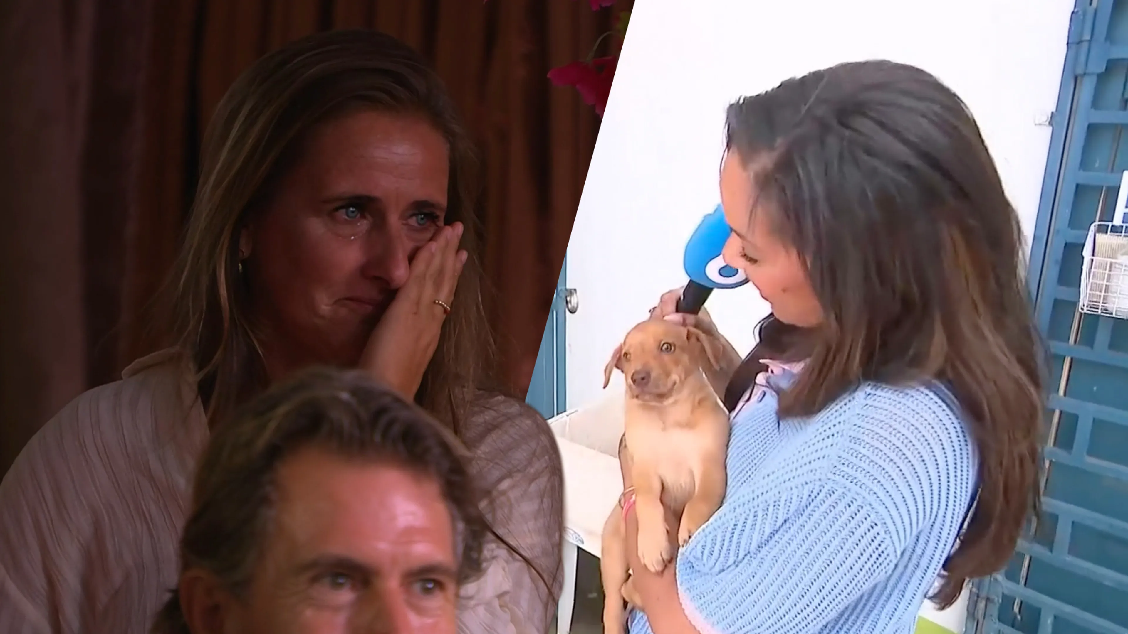 Vrouw in De Oranjezomer-publiek in tranen om verhaal over zwerfhonden op Curaçao: 'Hartverscheurend'