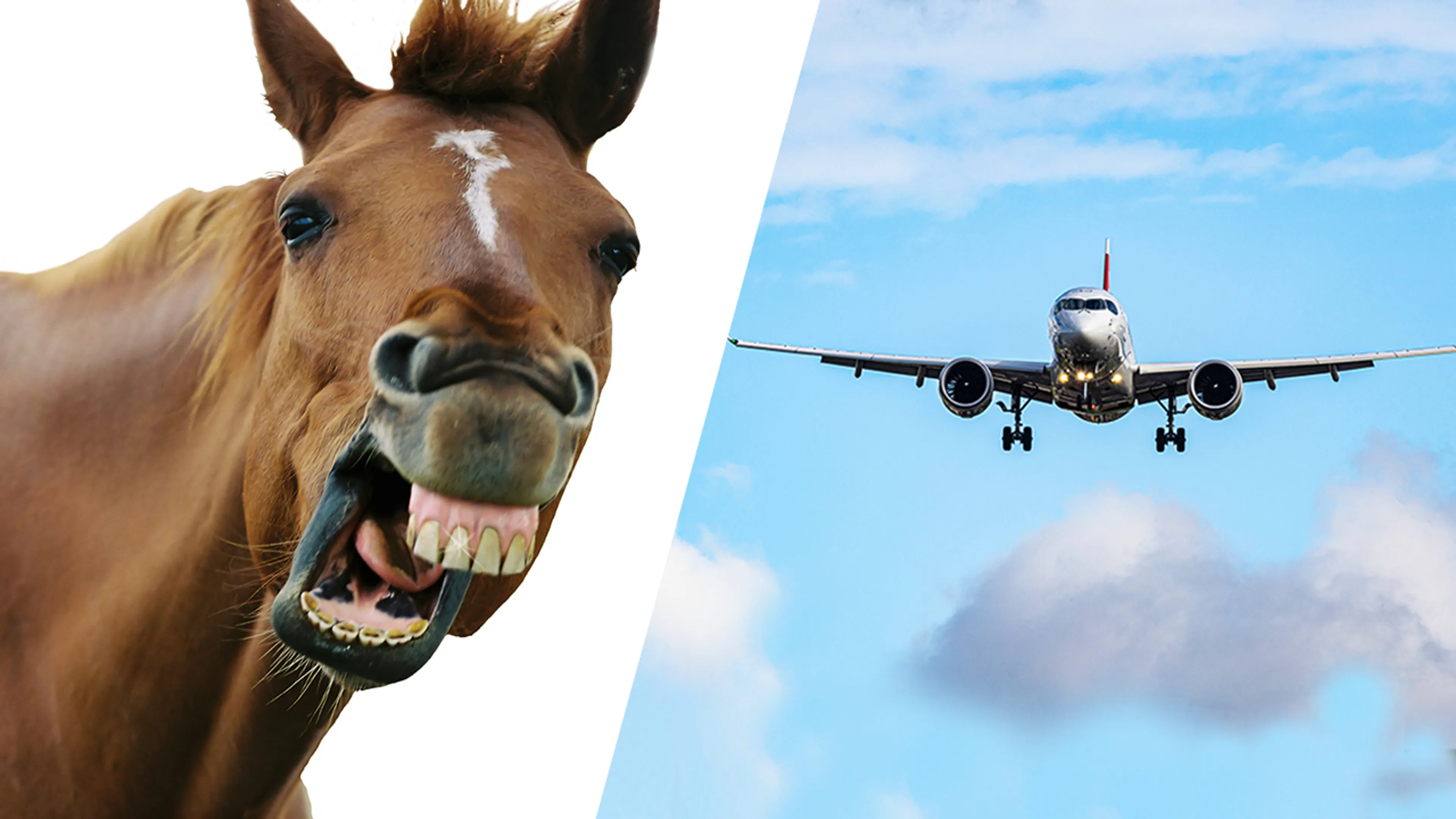 Vliegtuig op weg naar België maakt gedwongen omkeer door ontsnapt paard aan boord