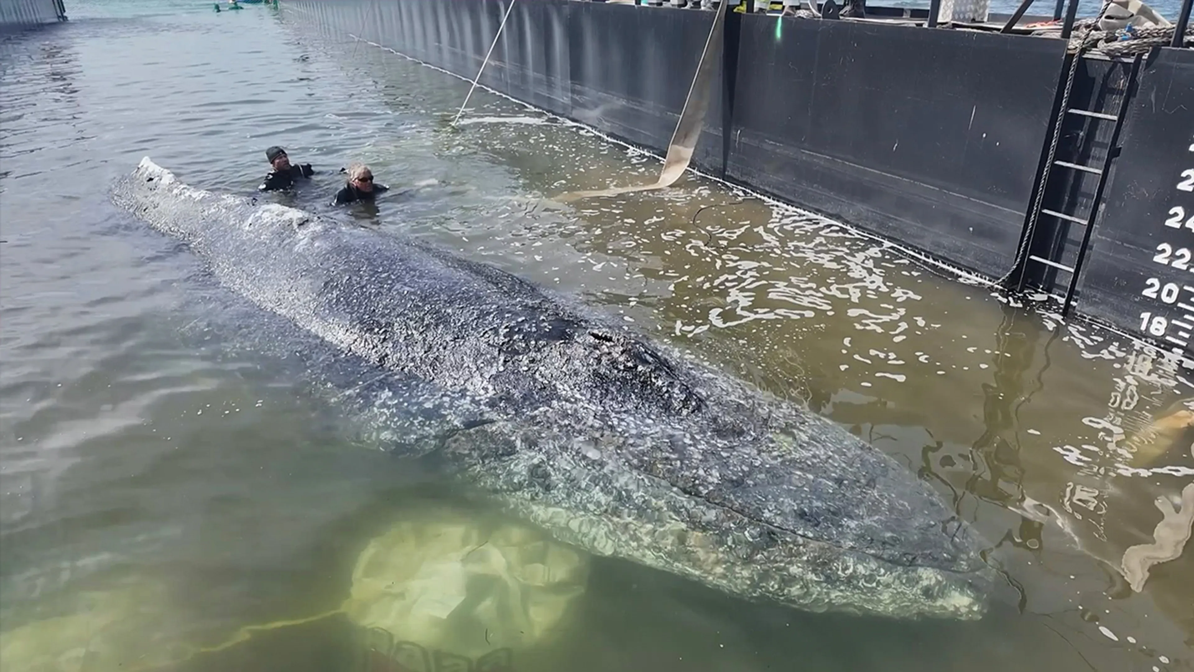 Video: Bultrug Timmy eindelijk vrijgelaten in de Noordzee