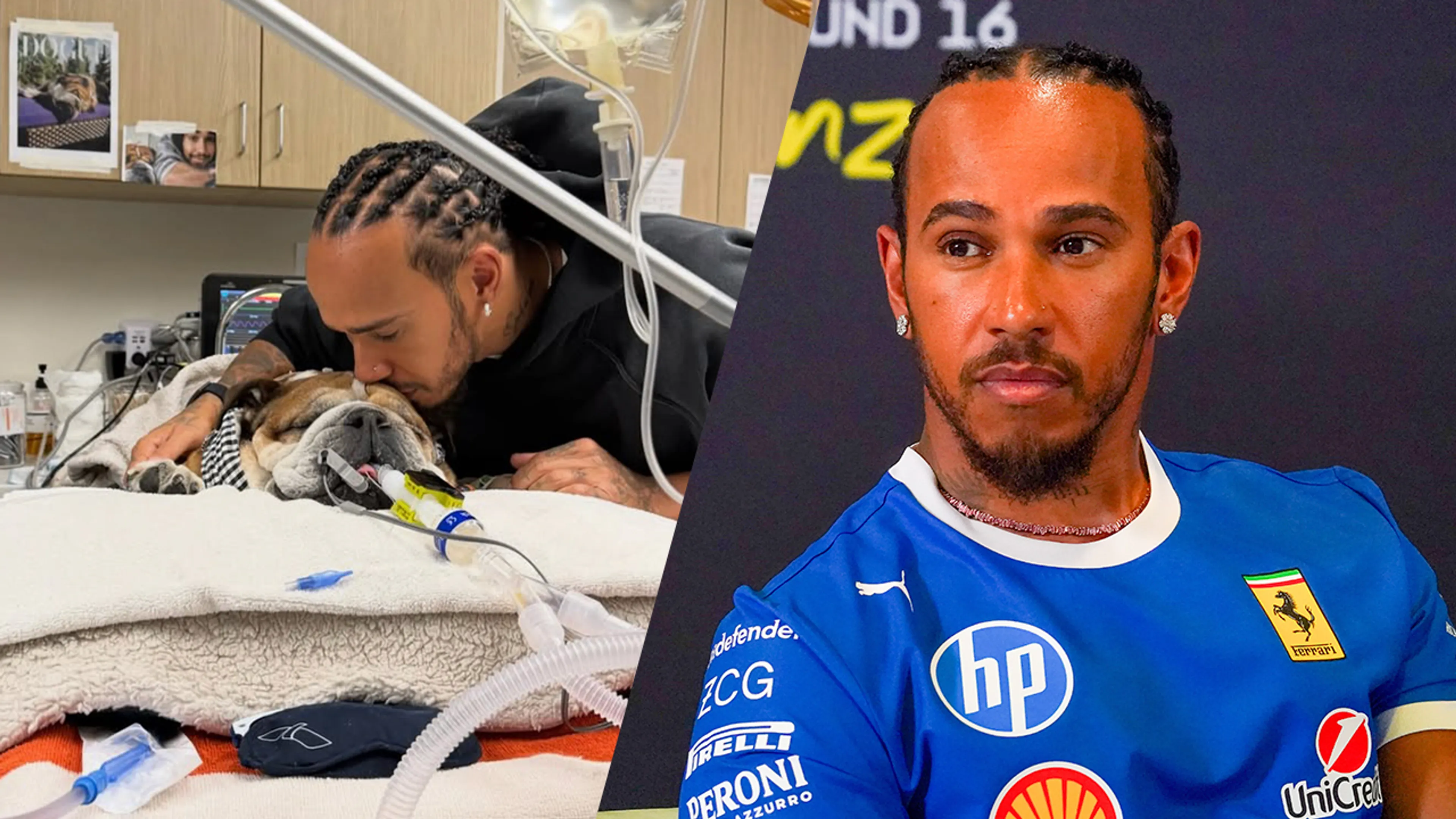 Populaire bulldog van Lewis Hamilton ligt in coma: 'We weten niet of hij nog zal ontwaken'