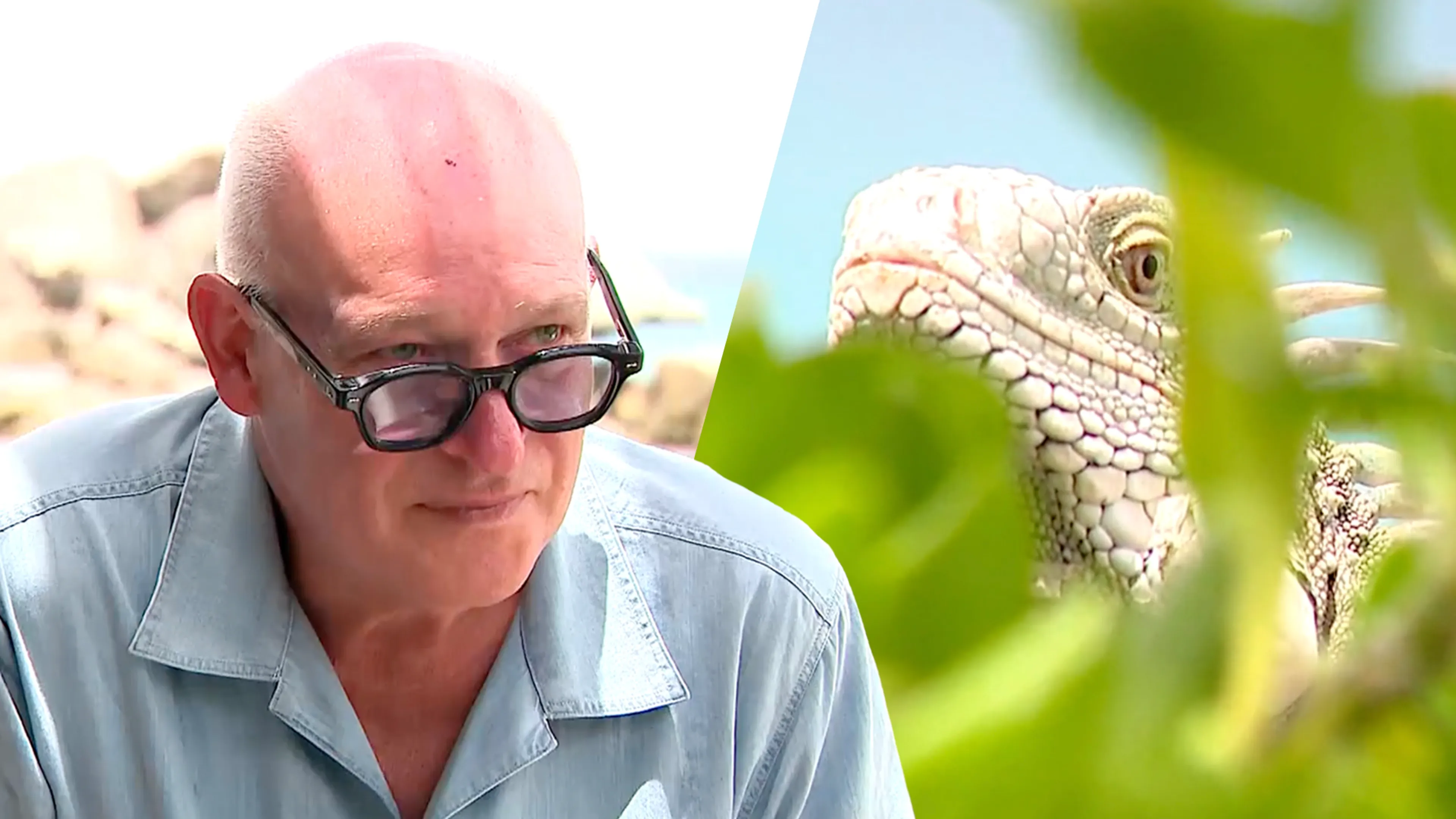 De Krantjes: René van der Gijp vertelt op geheel eigen wijze over het eten van leguaan: 'Boomkip!'