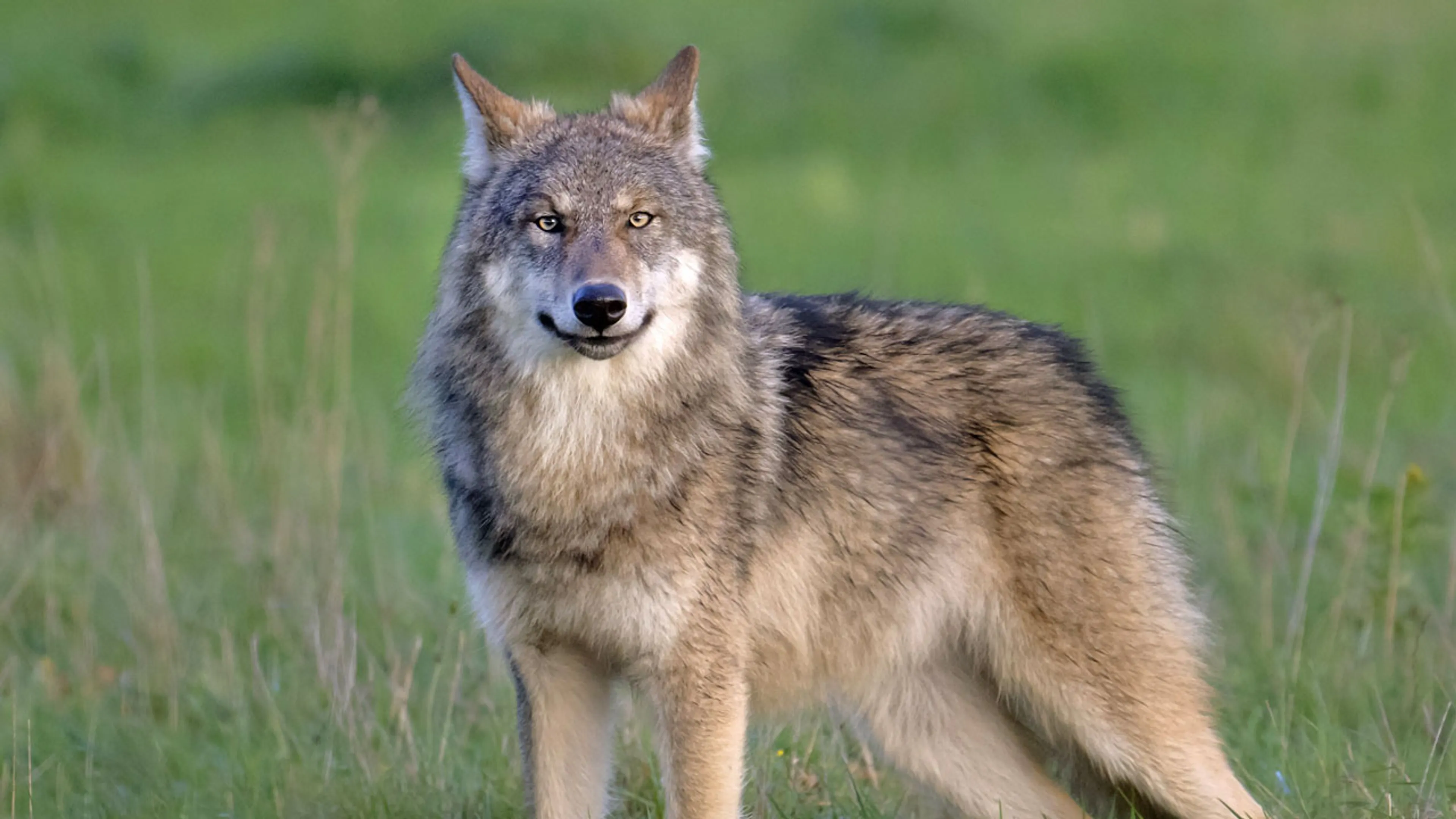 Gelderland mag 'probleemwolf' die hardloopster beet niet meer afschieten van rechter