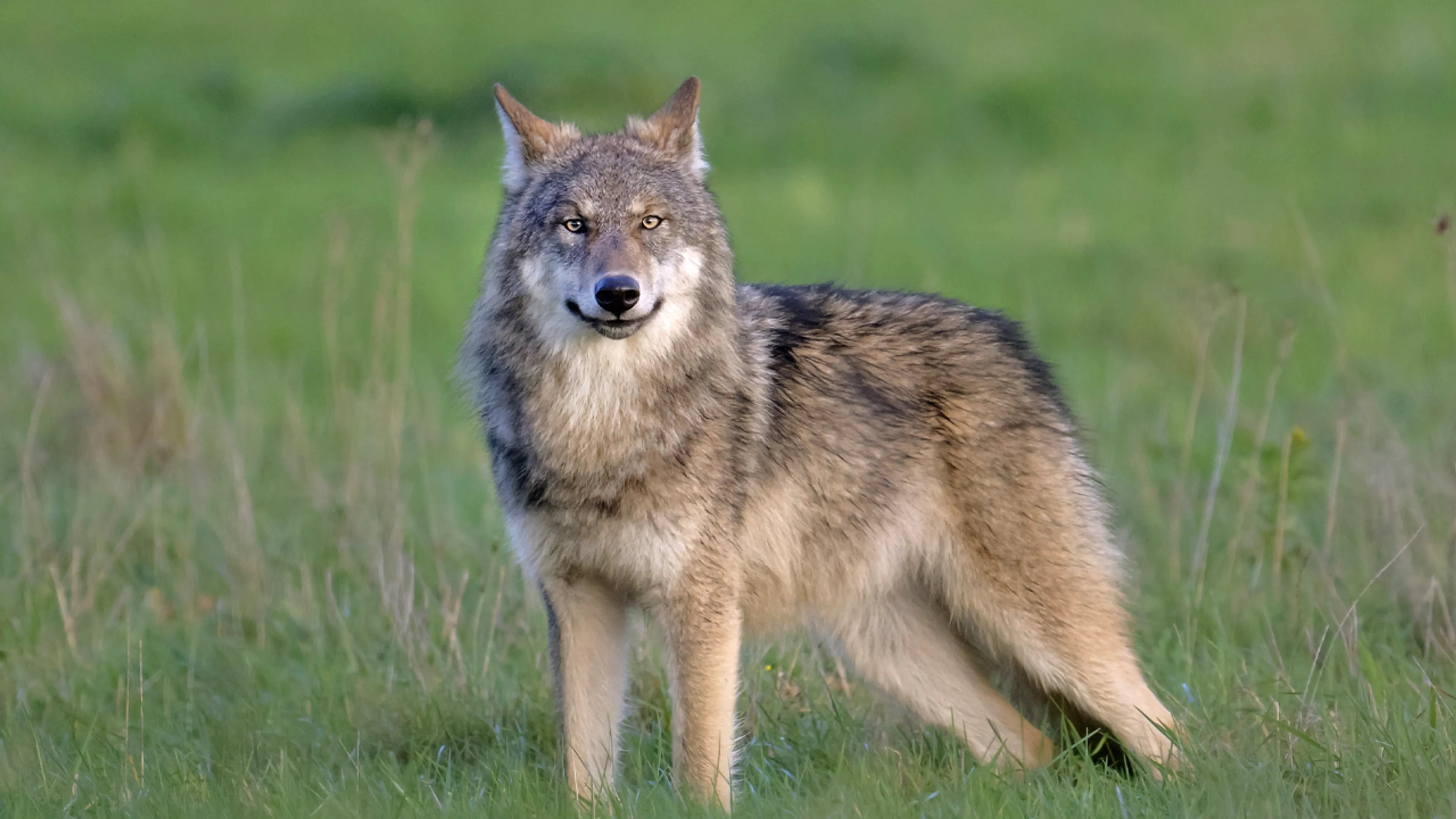 Kabinet neemt maatregelen: sneller toestemming om probleemwolf af te schieten