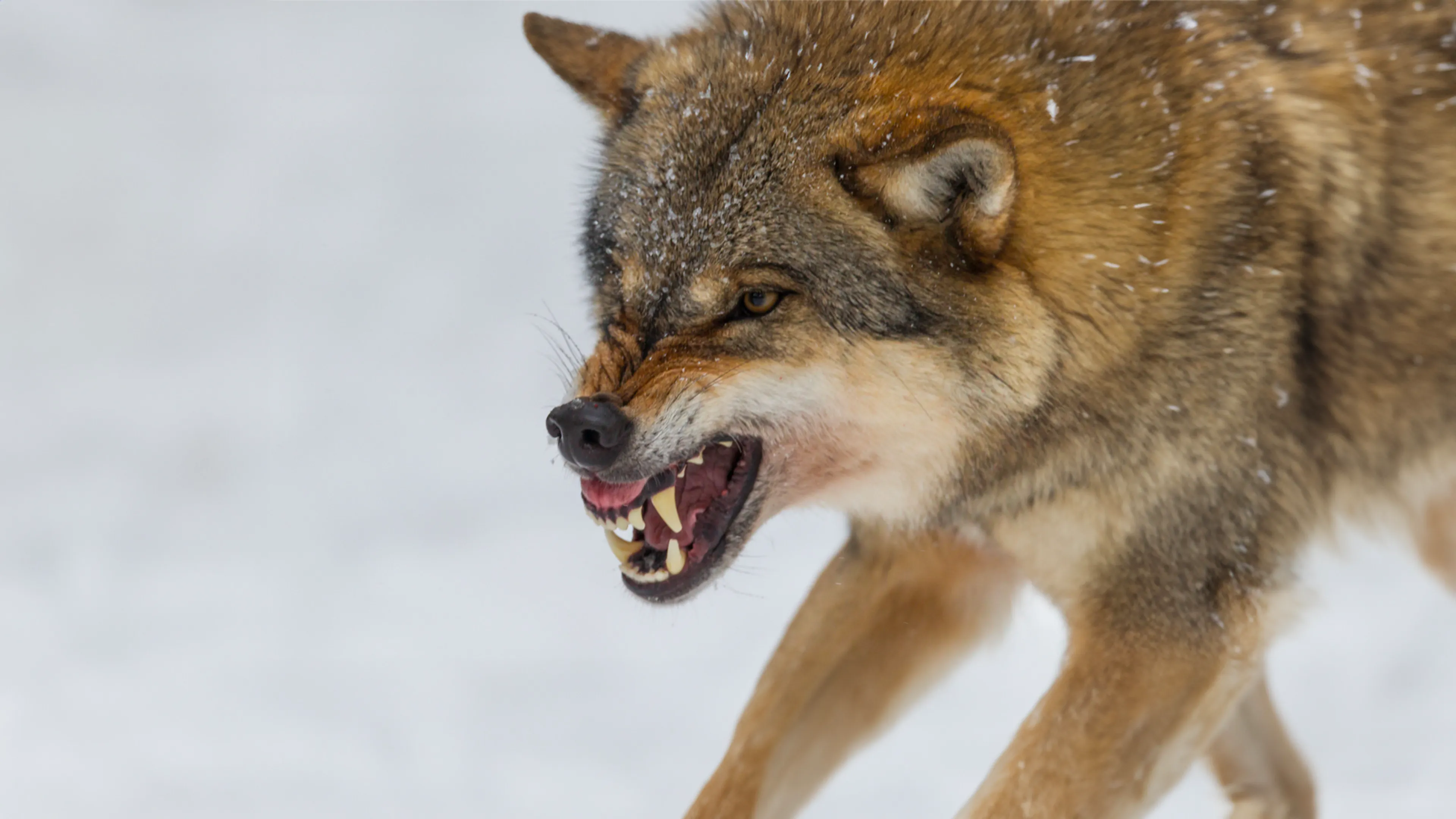 'Probleemwolf' die hardloopster beet mag niet meer worden afgeschoten