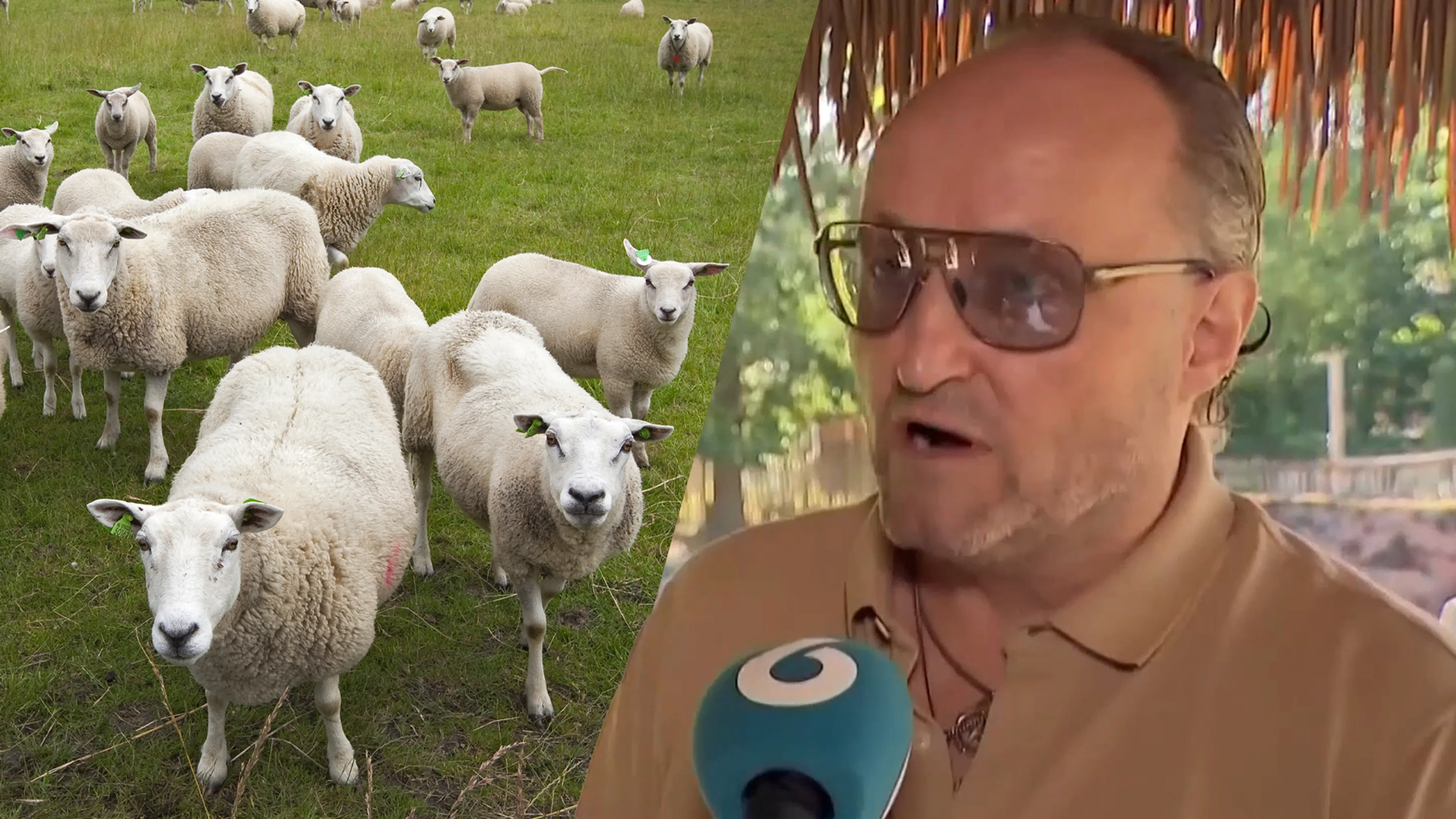 Dion Graus over aangevallen schapen: ‘Als de wolf ze niet pakt, gaan ze in de shoarma!’