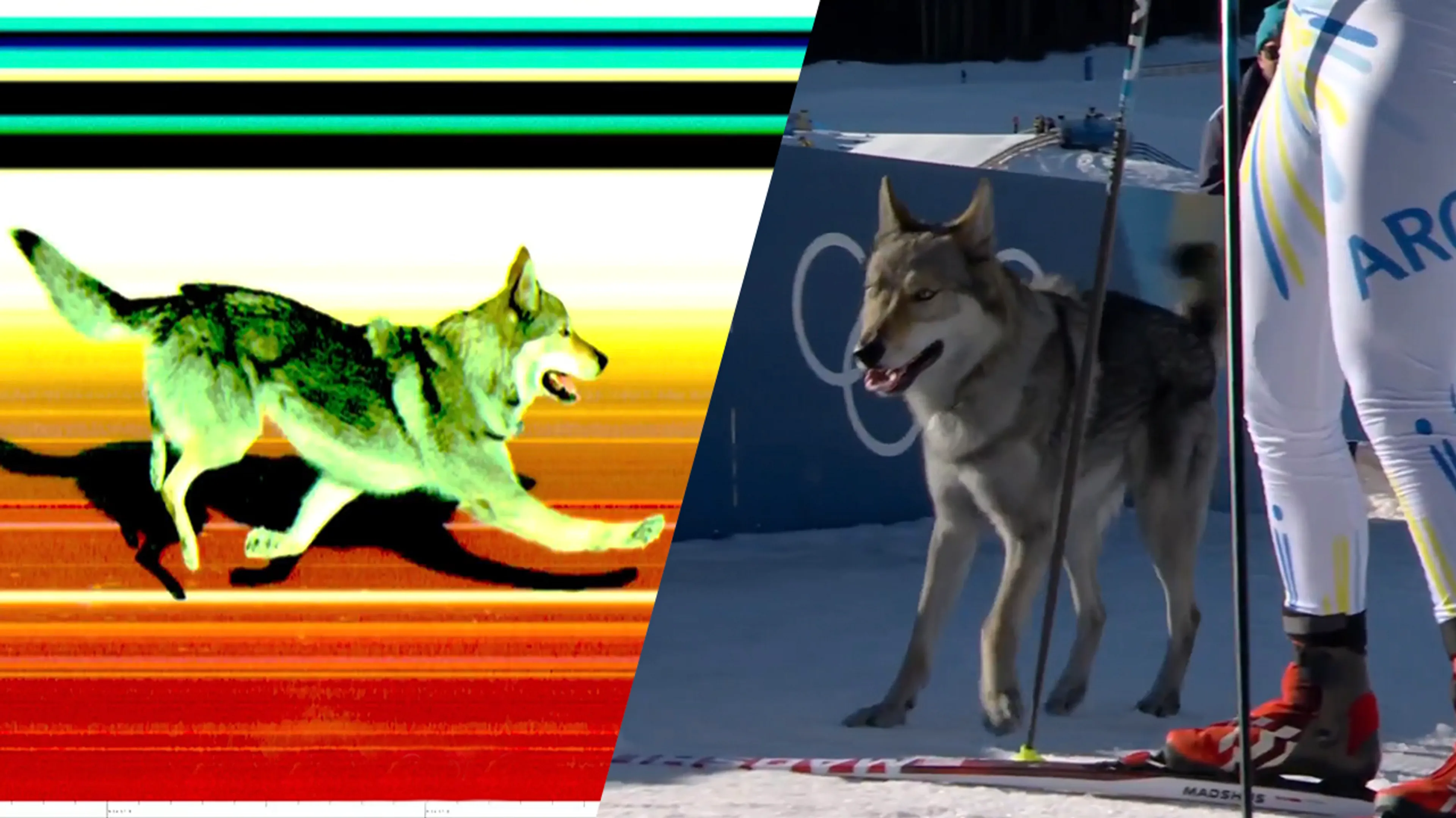 Video: bijzondere deelnemer bij langlaufen: hond rent mee en belandt op finishfoto