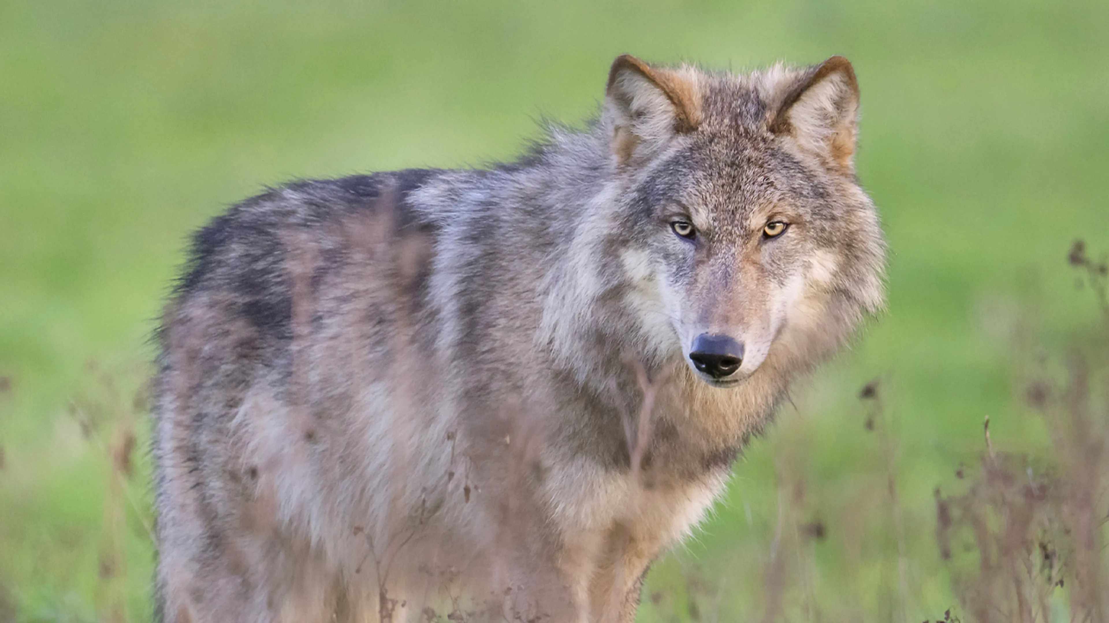 Nieuwe wolvenregels van kracht: dit zijn de belangrijkste veranderingen