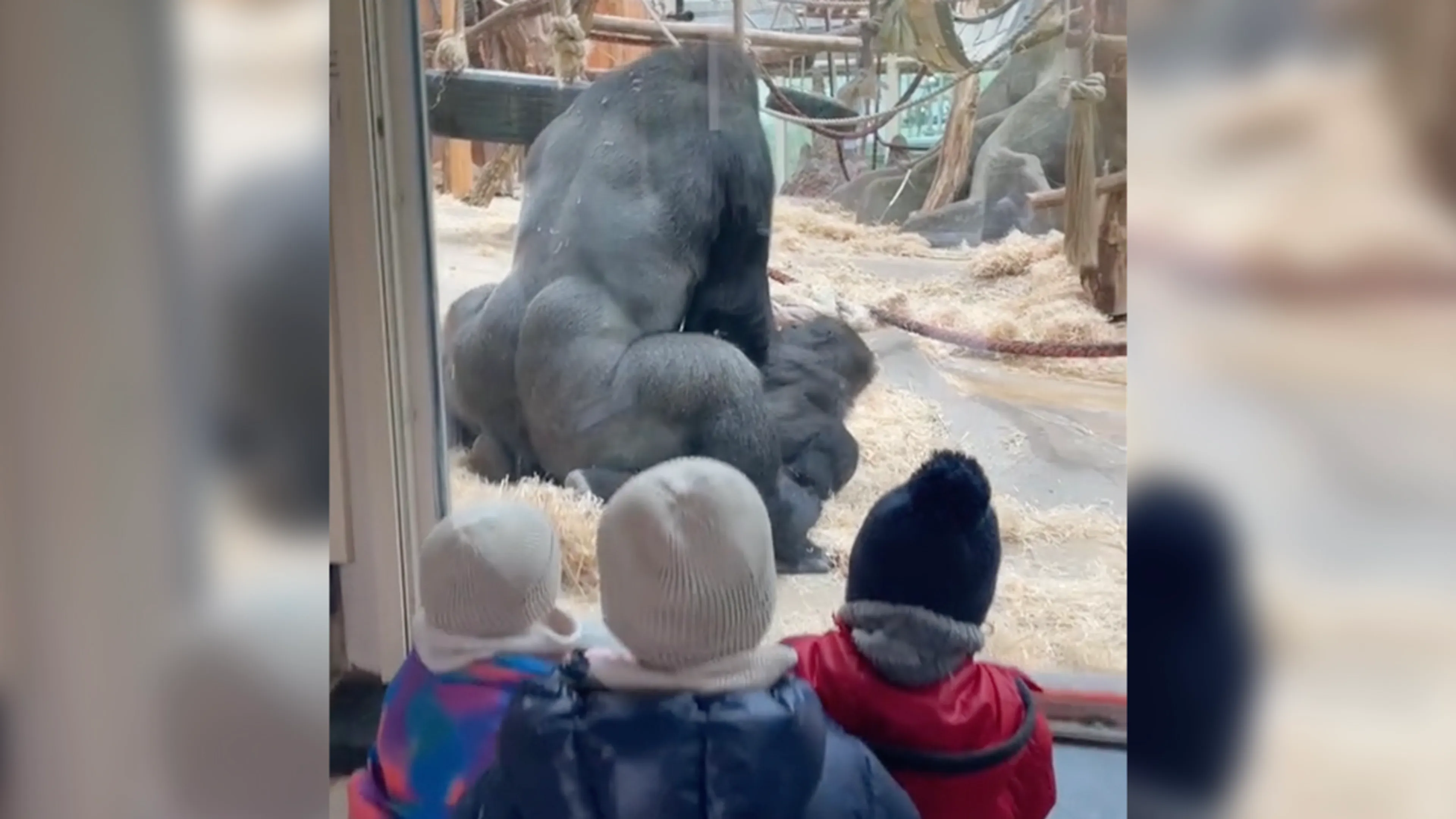 Video: Gorilla's paren voor de ogen van kinderen in Antwerpse dierentuin
