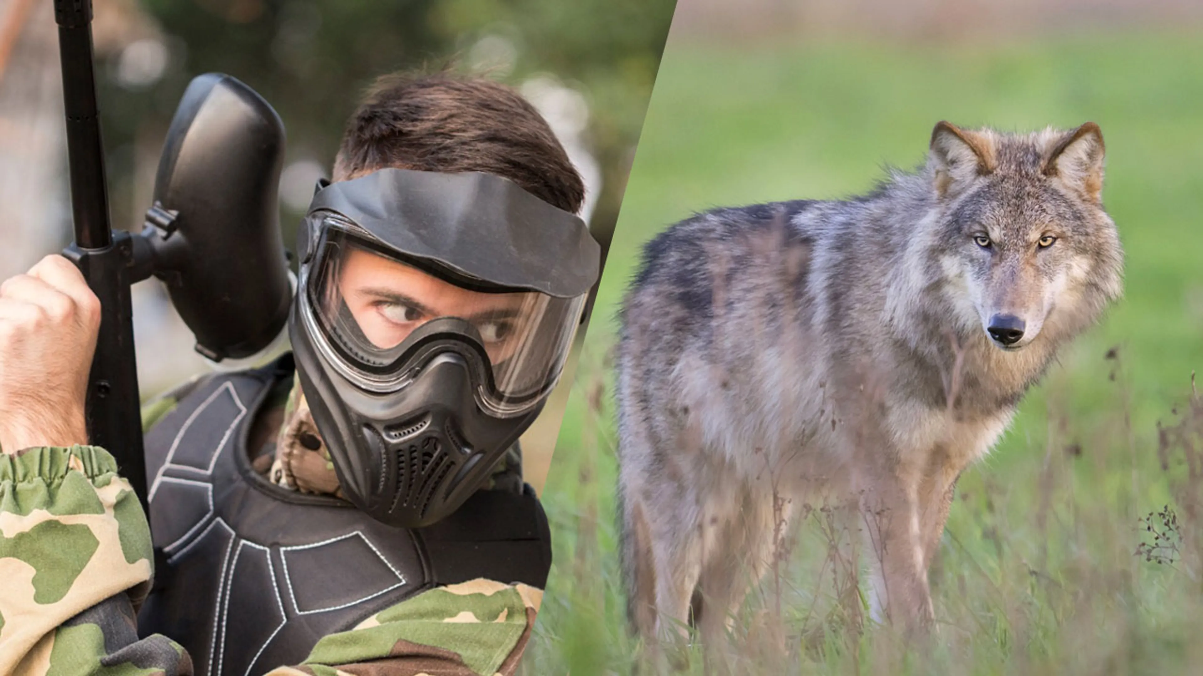 Provincie Drenthe wil wolf afschrikken met paintballgeweer