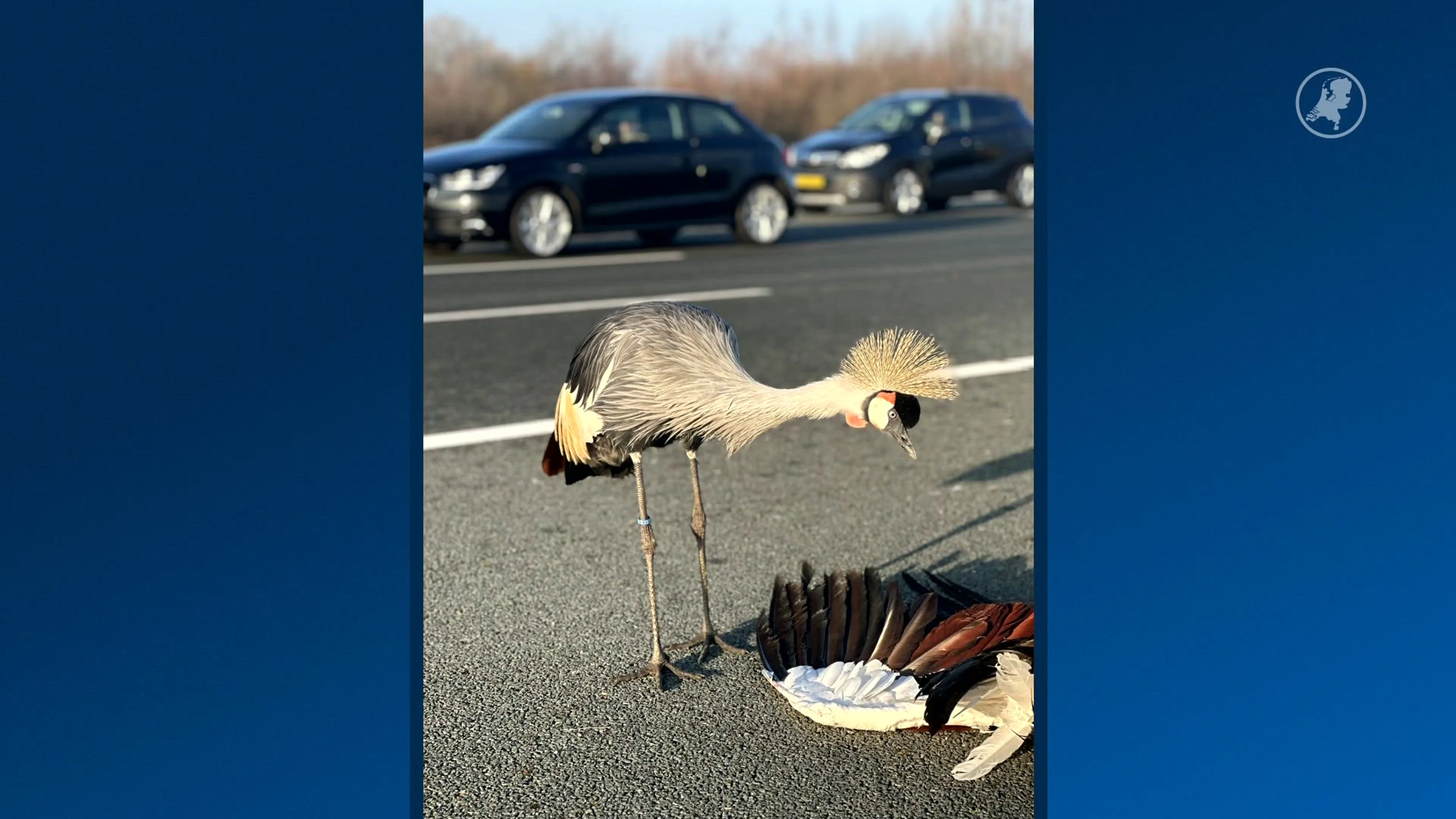 Hartverscheurend tafereel langs A2: kraanvogel blijft bij dode partner