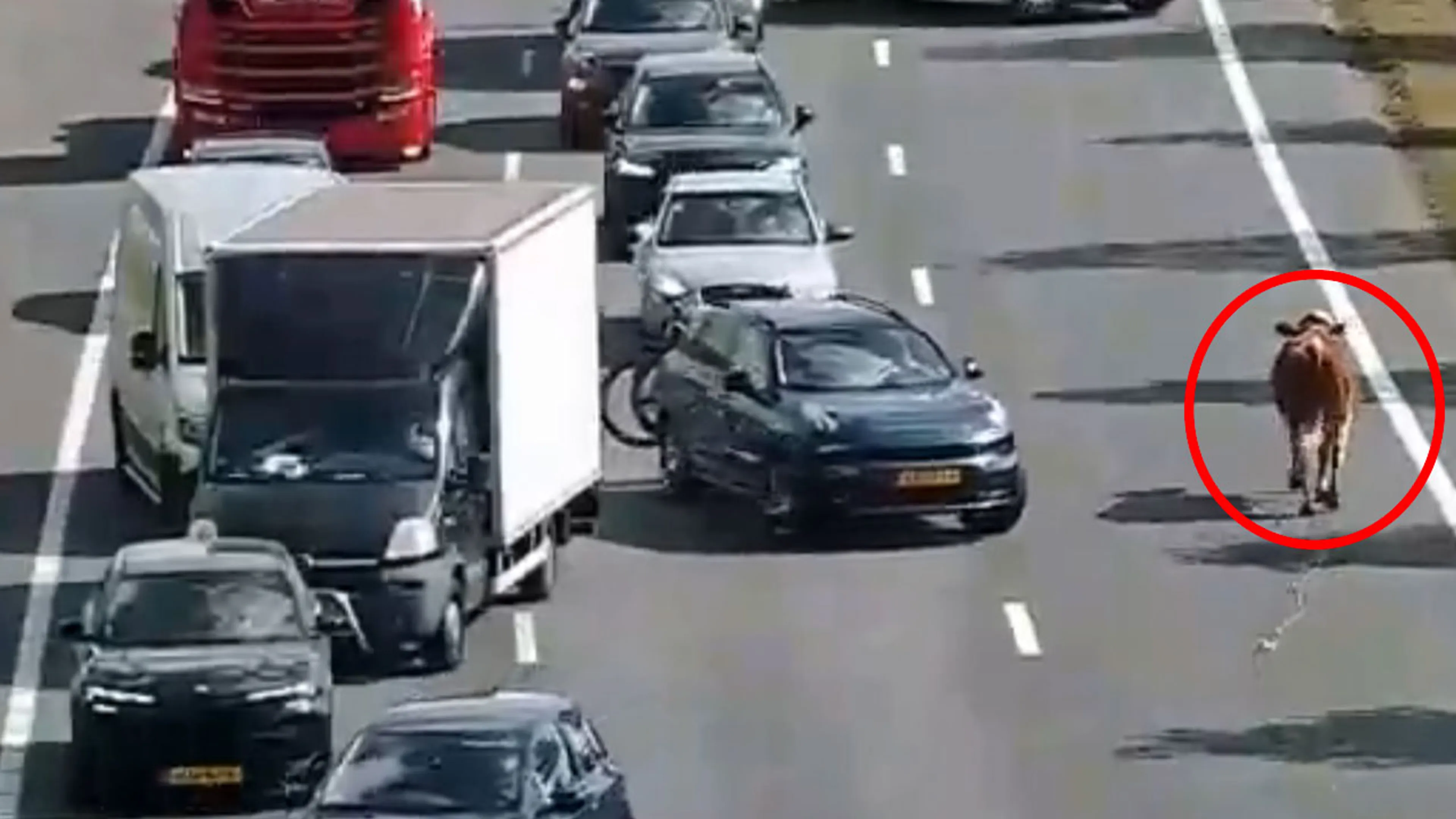 Koe op snelweg zet verkeer op stelten: 'Het wilde westen, maar dan op de A2!'