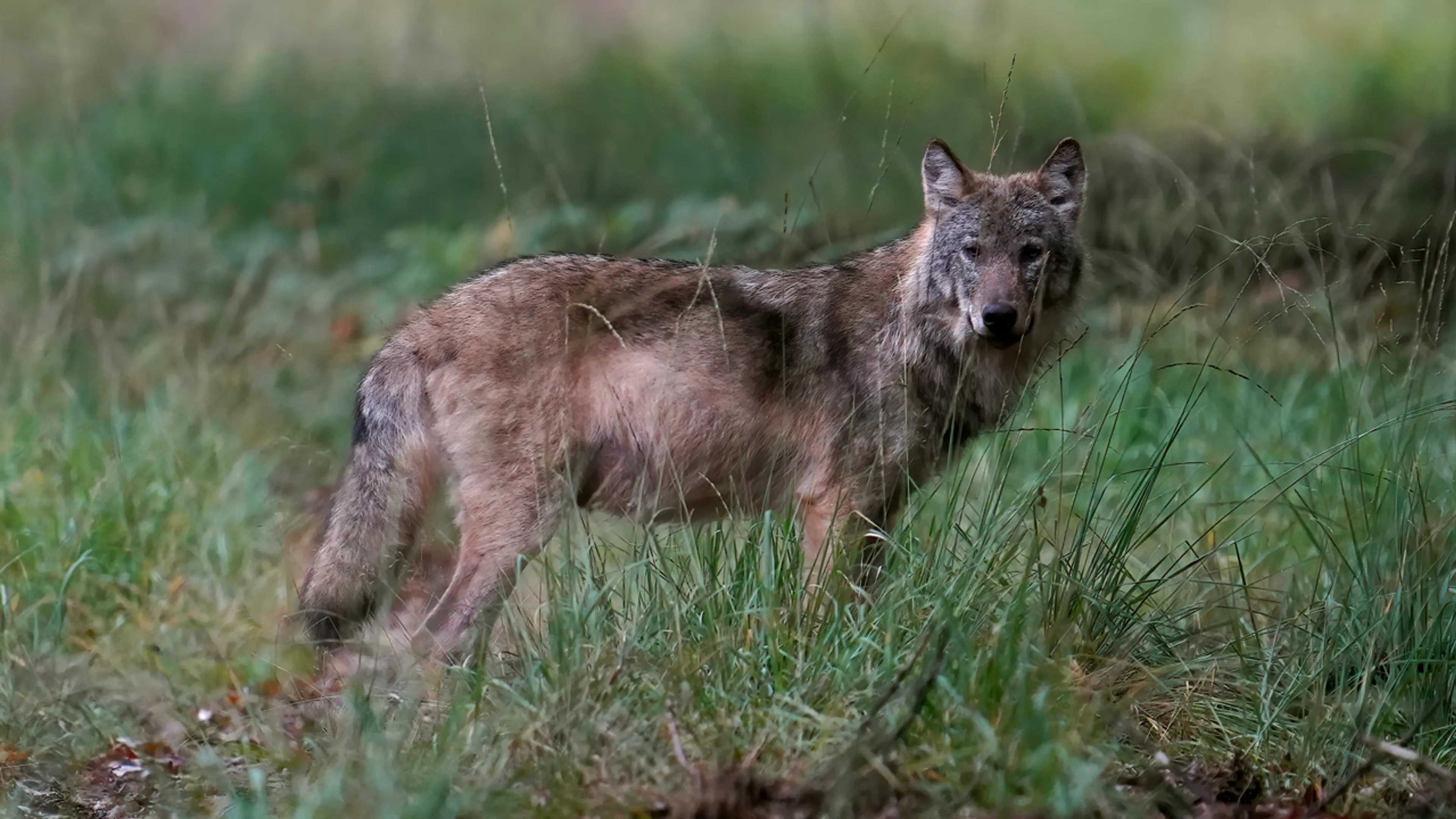 Vergunning Gelderland voor gebruik paintballgeweer tegen wolf
