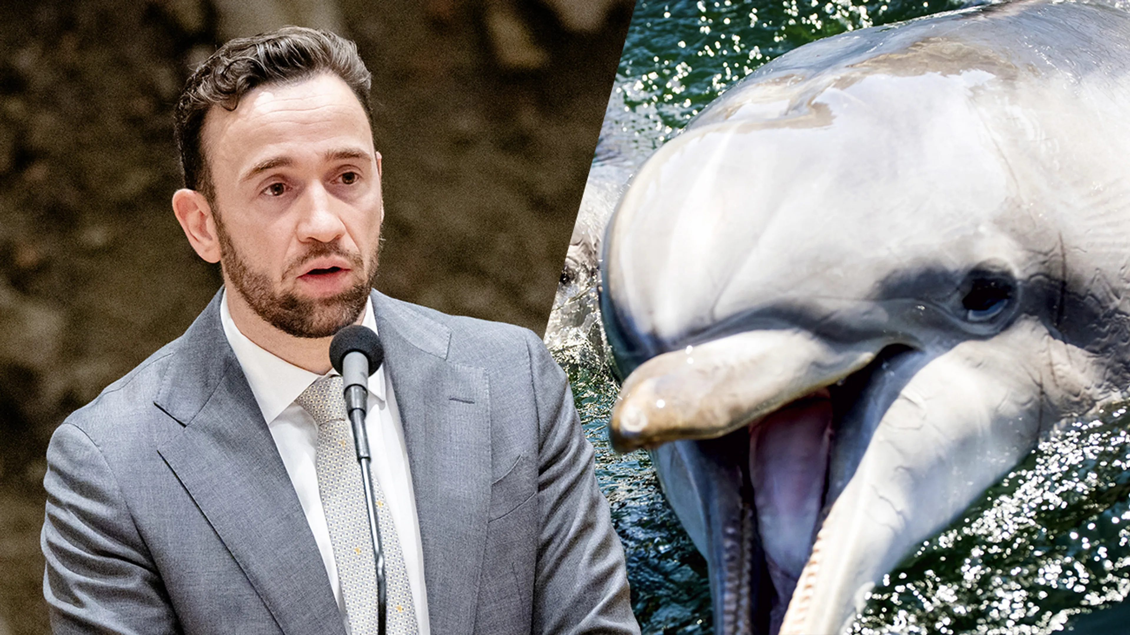 Kabinet wil fokverbod voor dolfijnen: dit betekent het voor het Dolfinarium