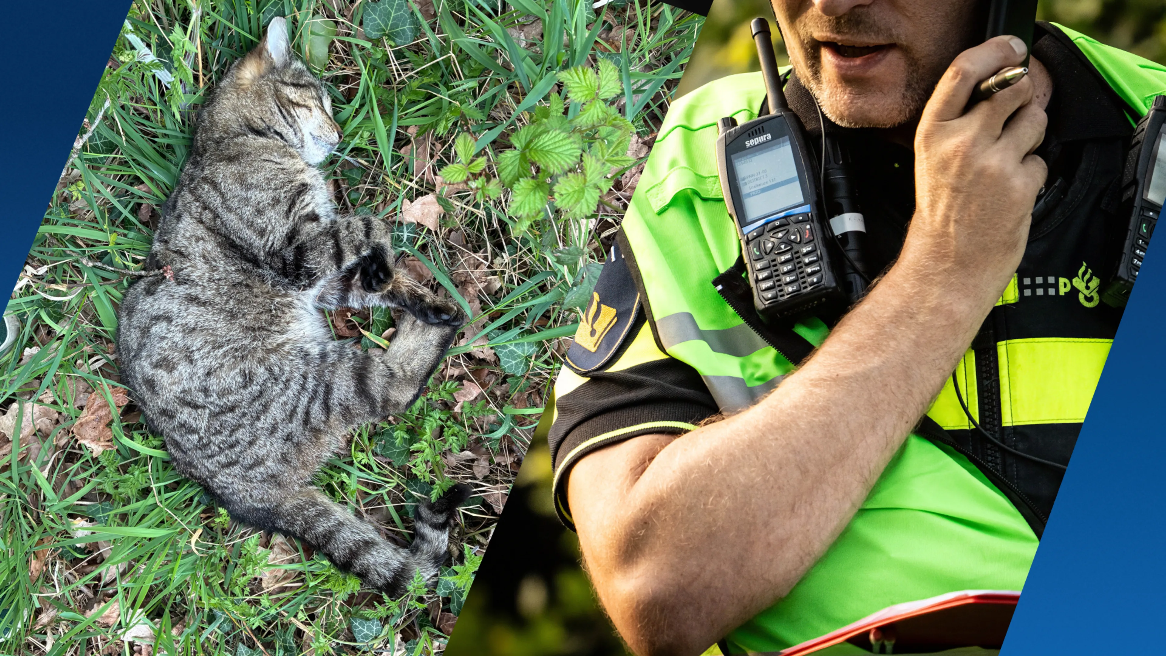 Meerdere huisdieren dood aangetroffen in Bergentheim, mogelijk vergiftigd 