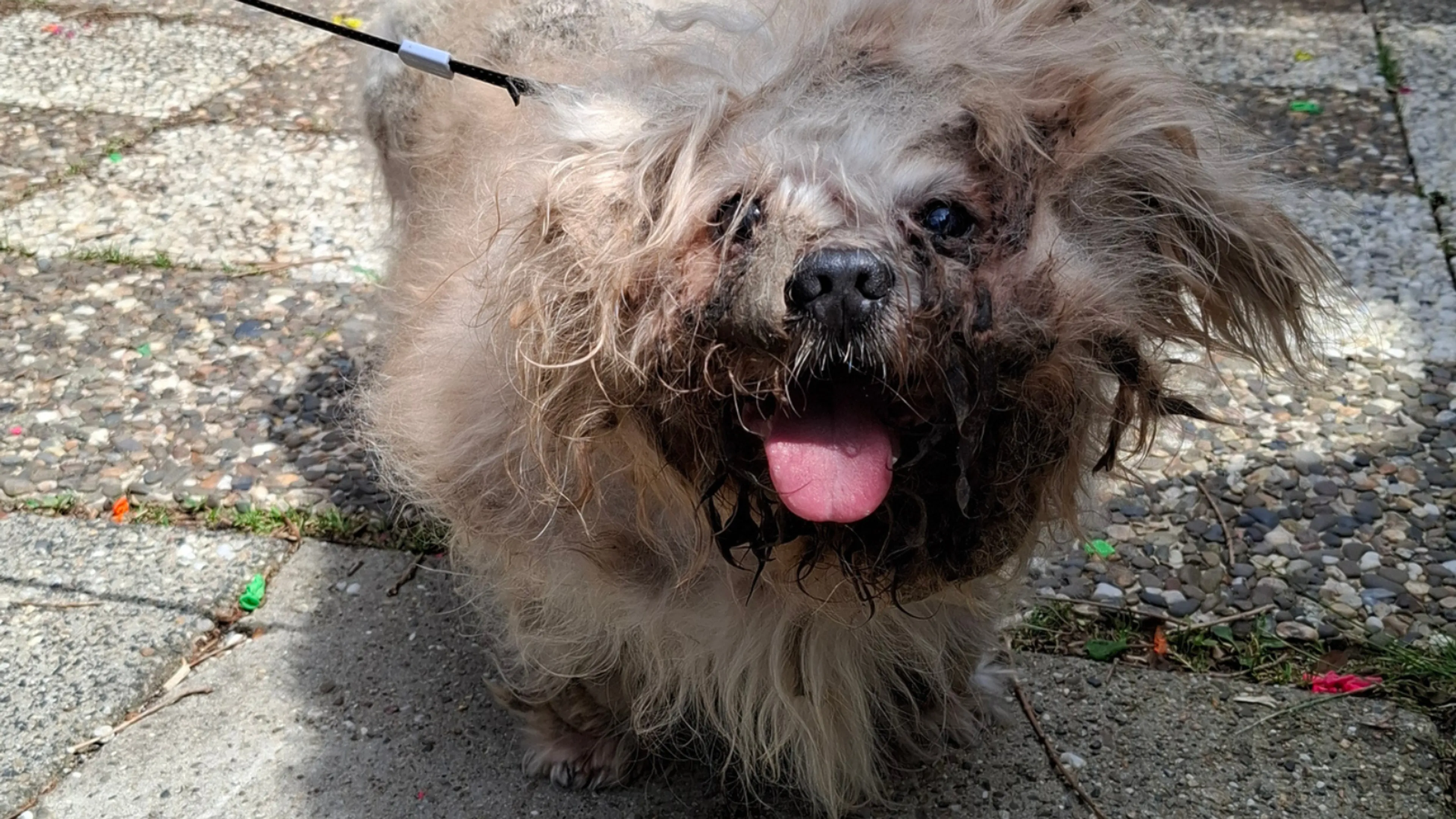 Zwaar verwaarloosde hond met gebroken kaak bij Limburgs baasje weggehaald
